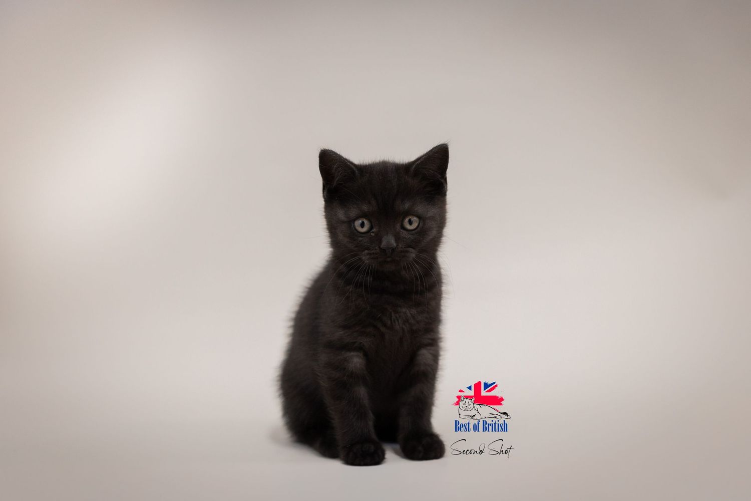 A small black British Shorthair kitten sitting upright on a white background, looking directly at the camera.