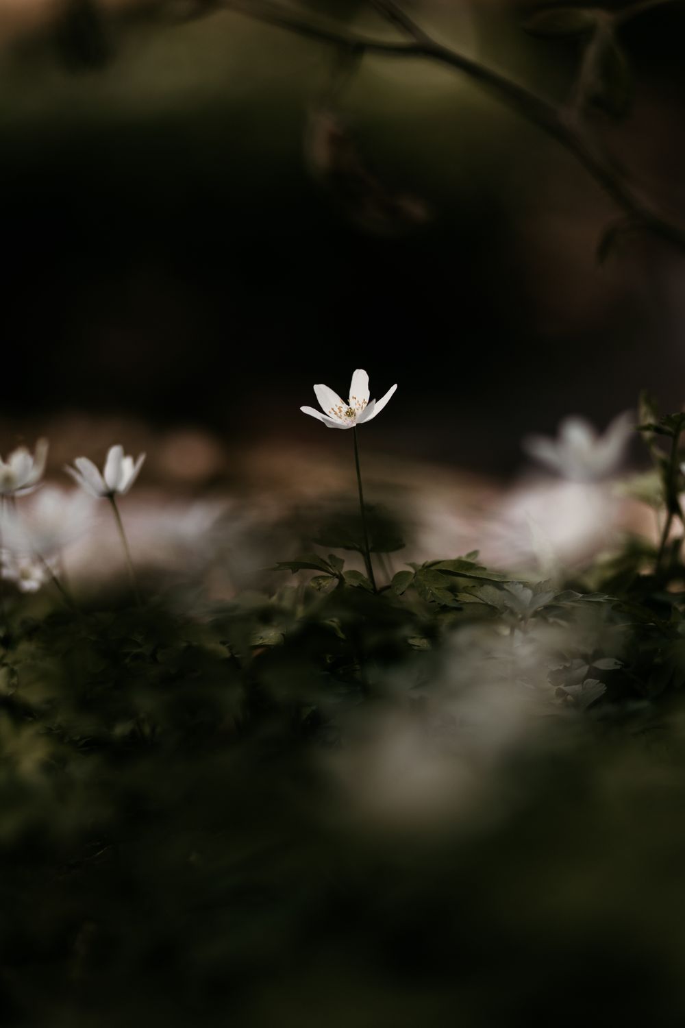 Baby girl in white bodysuit and pink skirt sits among wildflowers in a sunlit forest clearing.