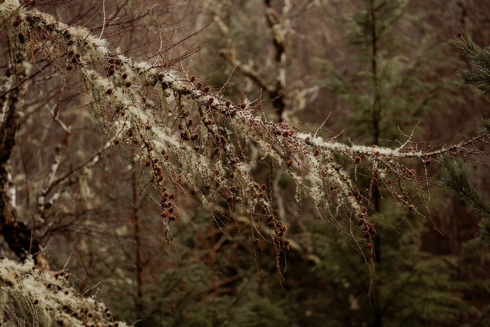 Lichen-covered tree branch with small buds in a misty woodland forest during winter or early spring.