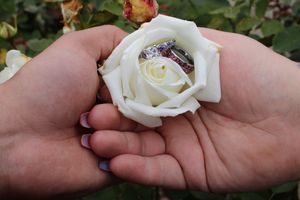 Engagement rings displayed in a white rose, symbolizing love and commitment