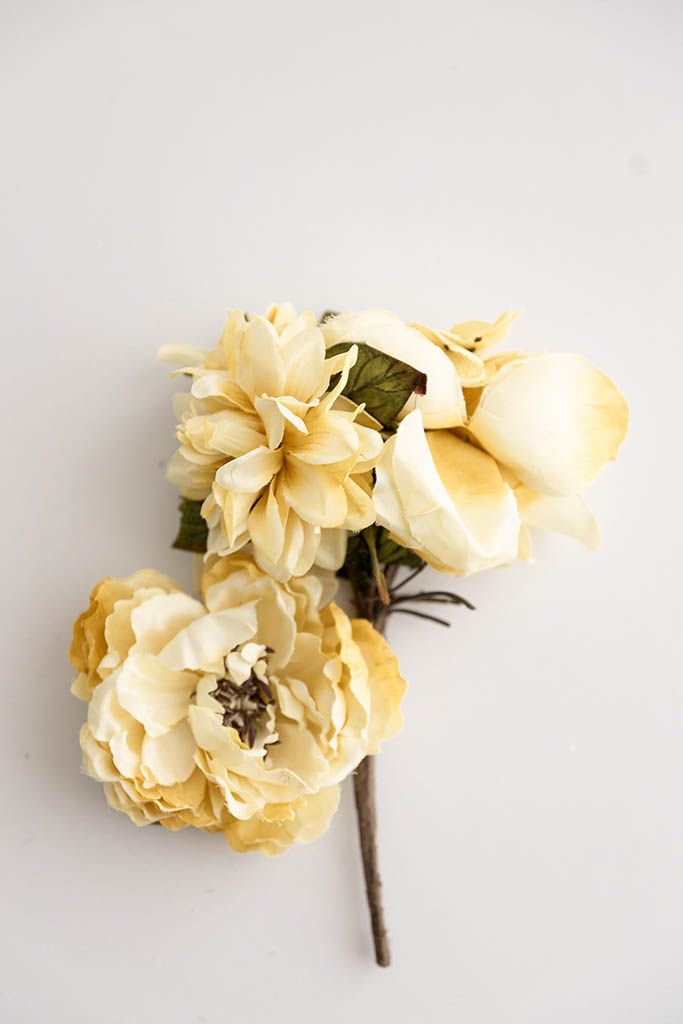 Three cream and yellow peony flowers on a single stem against a white background.