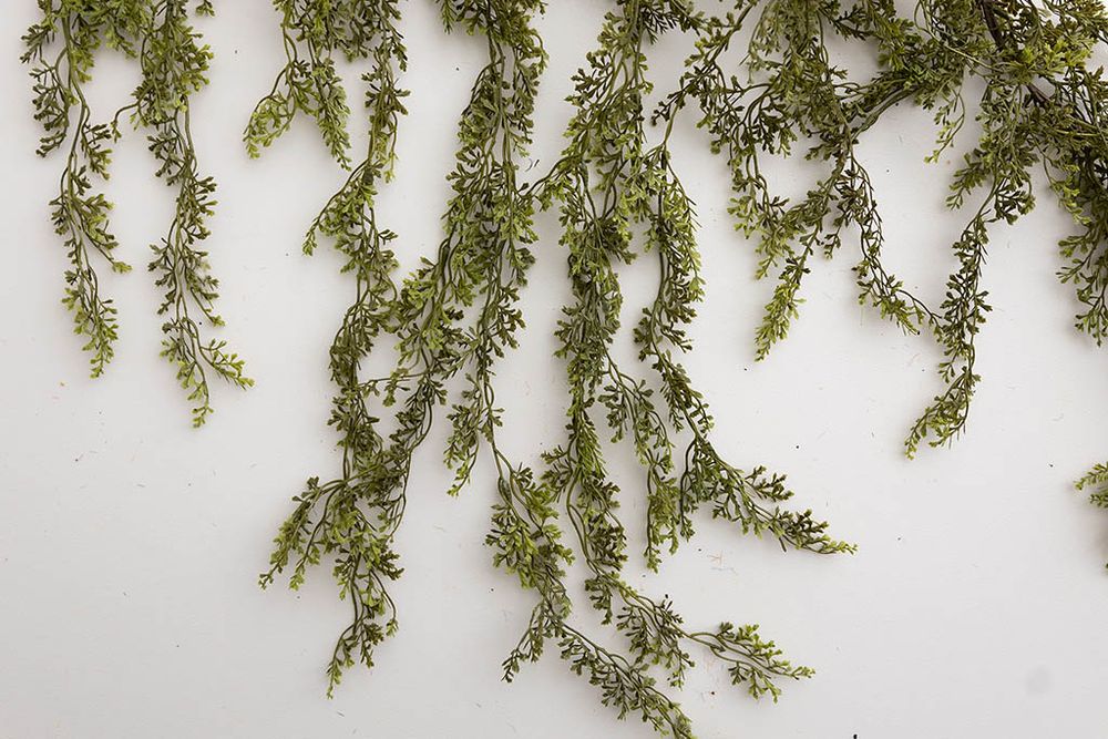Trailing green moss garland with fine textured leaves hanging on white background.