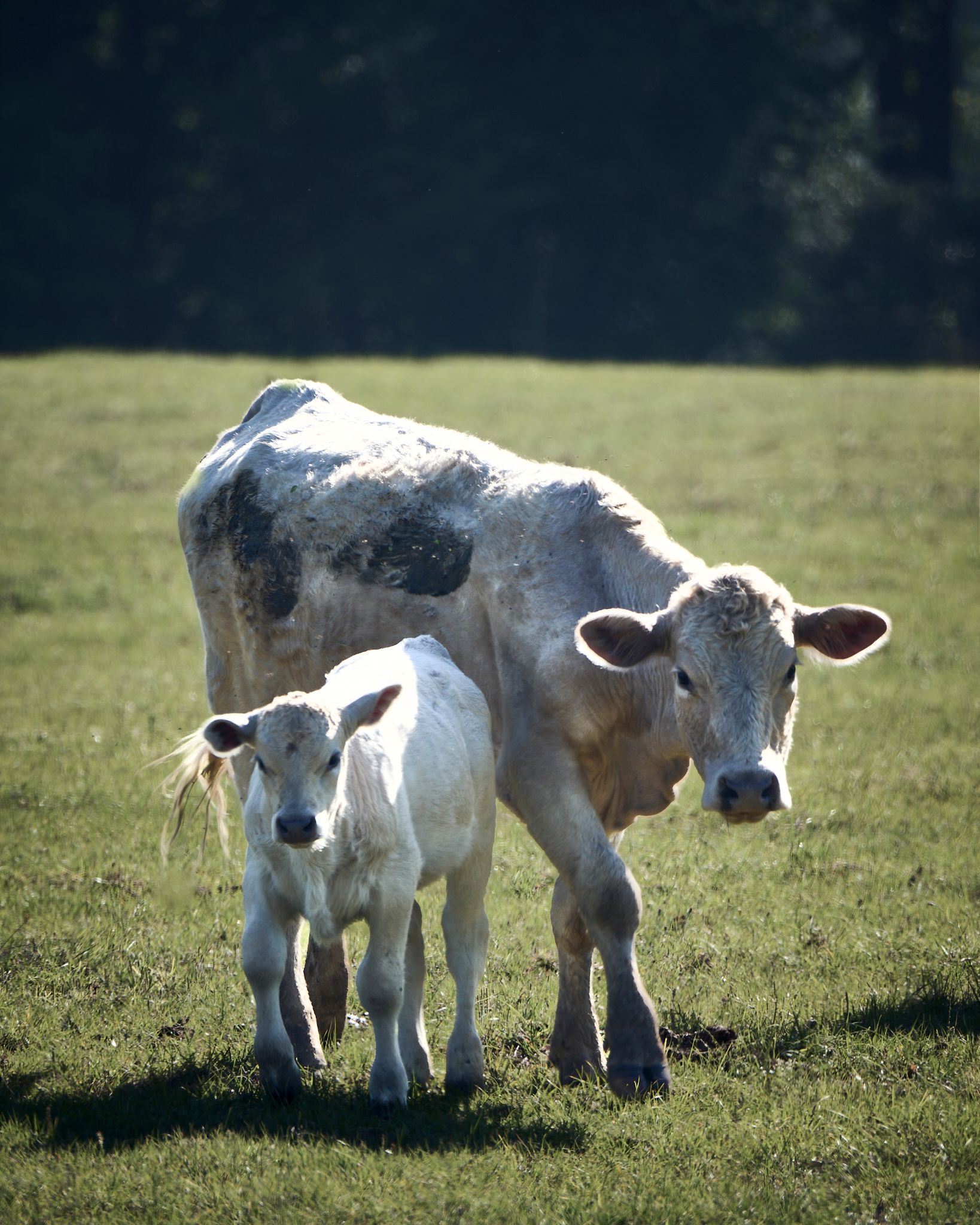 A white mother cow and her calf standing together on a green grassy field.