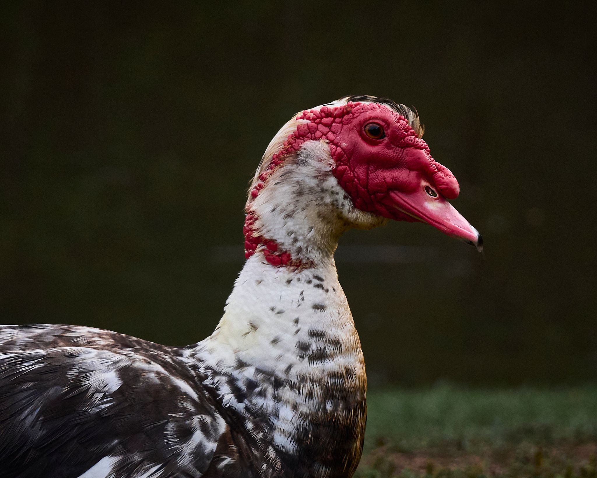 Close-up portrait of a Muscovy duck with distinctive red caruncles and speckled black and white plumage.