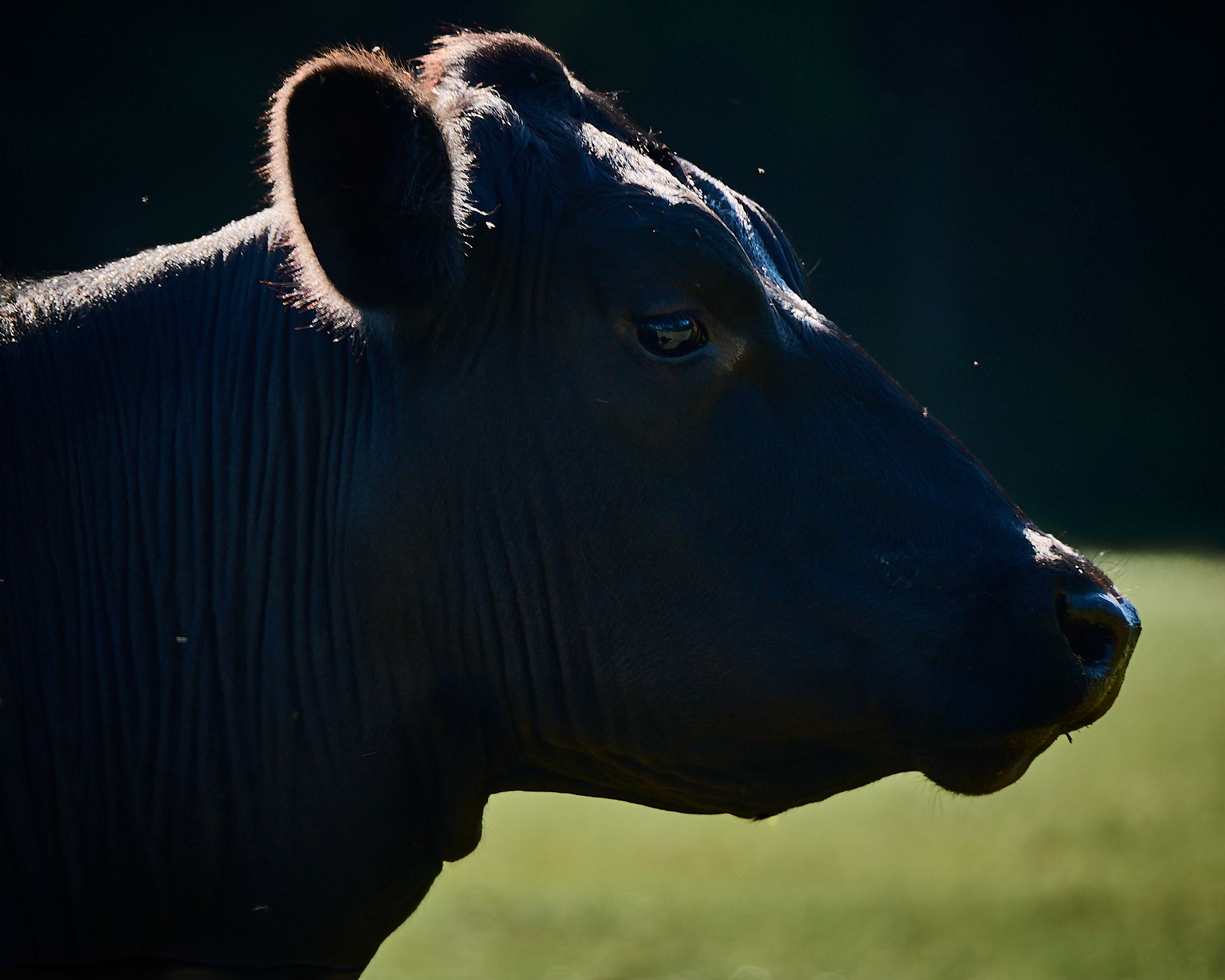 Close-up portrait of a black Angus cow with dramatic backlighting against a green pasture background.