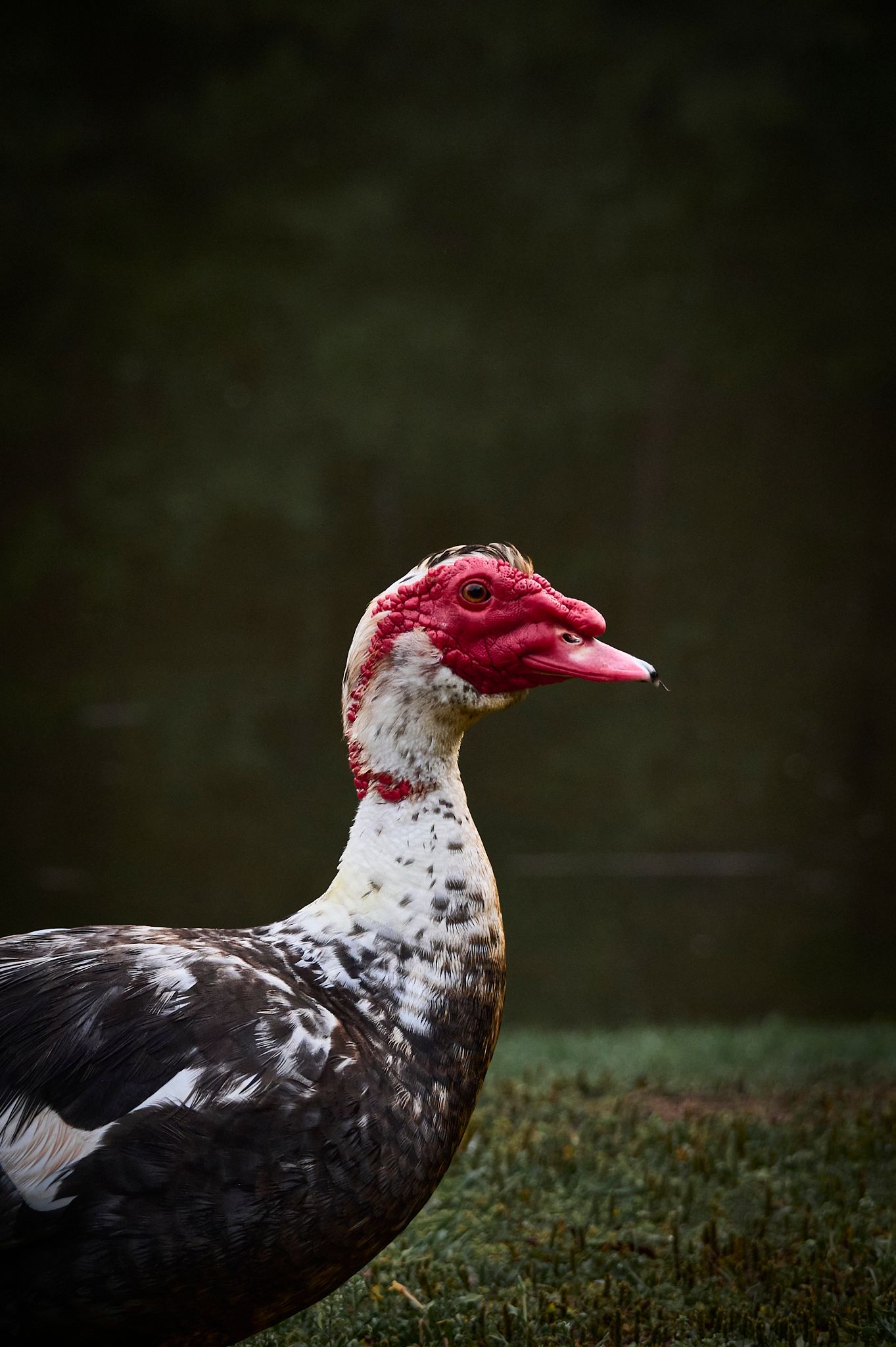 A Muscovy duck with distinctive red caruncles and speckled black-white plumage stands on green grass against a dark background.