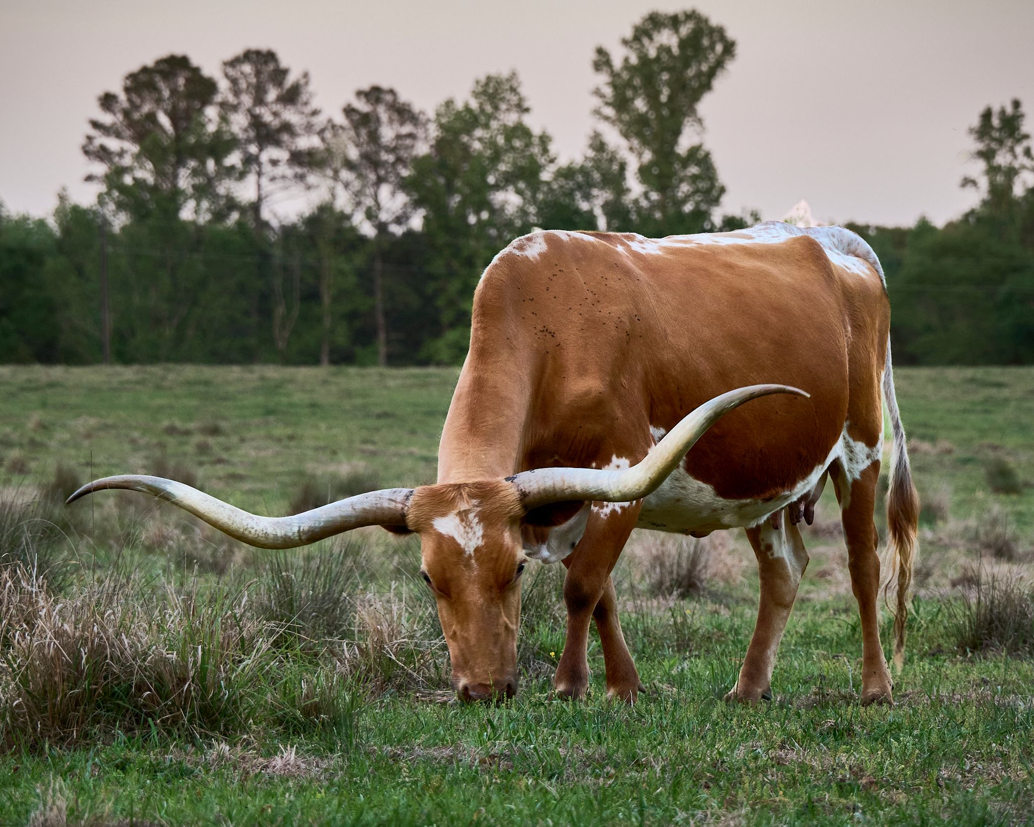 A Texas Longhorn cattle grazing on green grass in an open field with trees in the background.