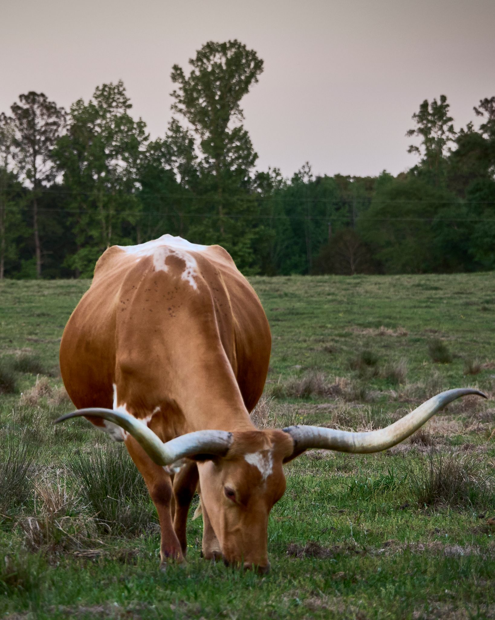 A Texas Longhorn cattle grazes on green grass in a field with trees in the background.
