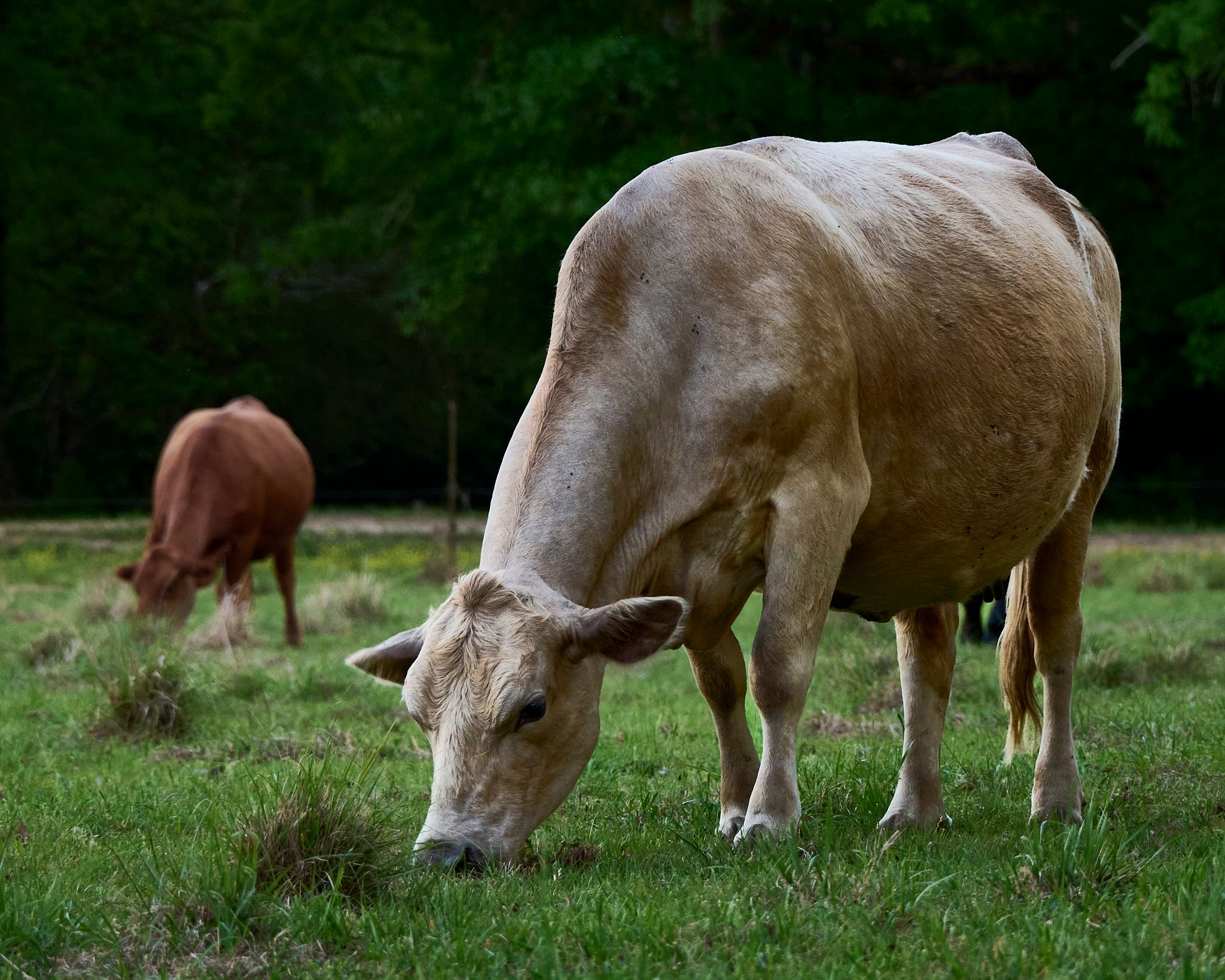 A tan cow grazes on green grass in a pasture with a brown cow and trees in the background.