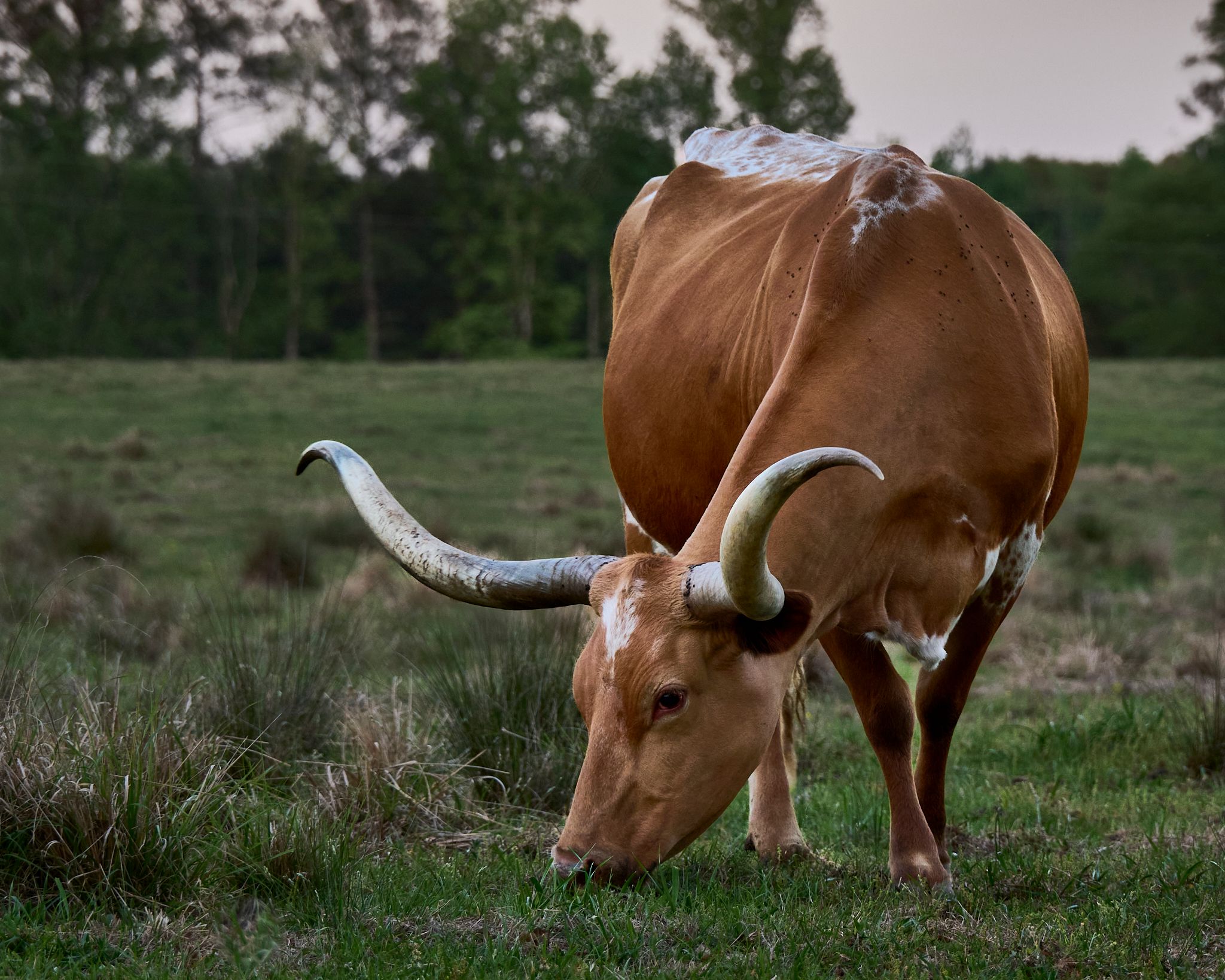 A brown longhorn cattle grazing on green grass in an open field.