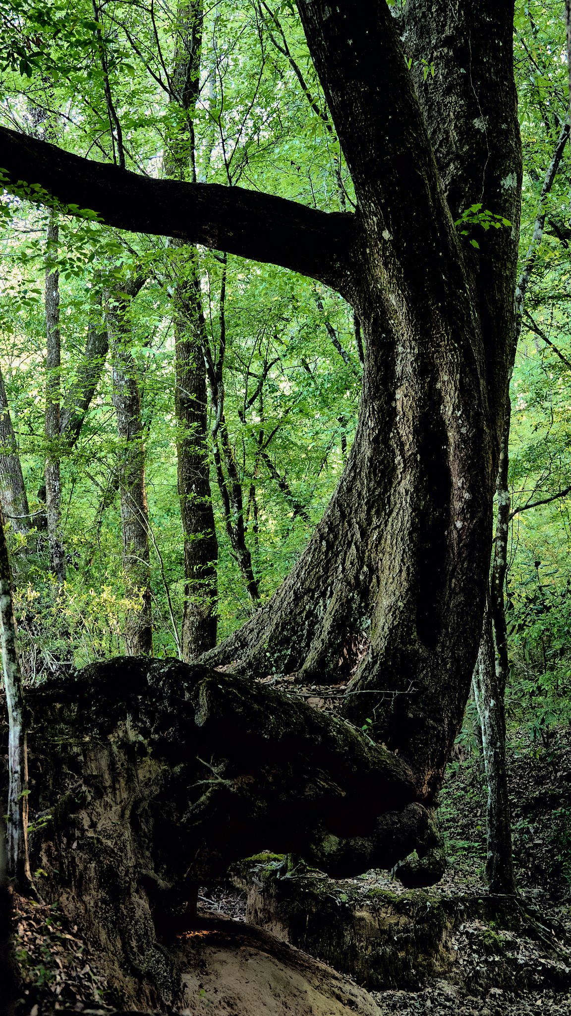 A gnarled, twisted tree trunk grows among lush green forest trees, with exposed roots over rocky terrain.