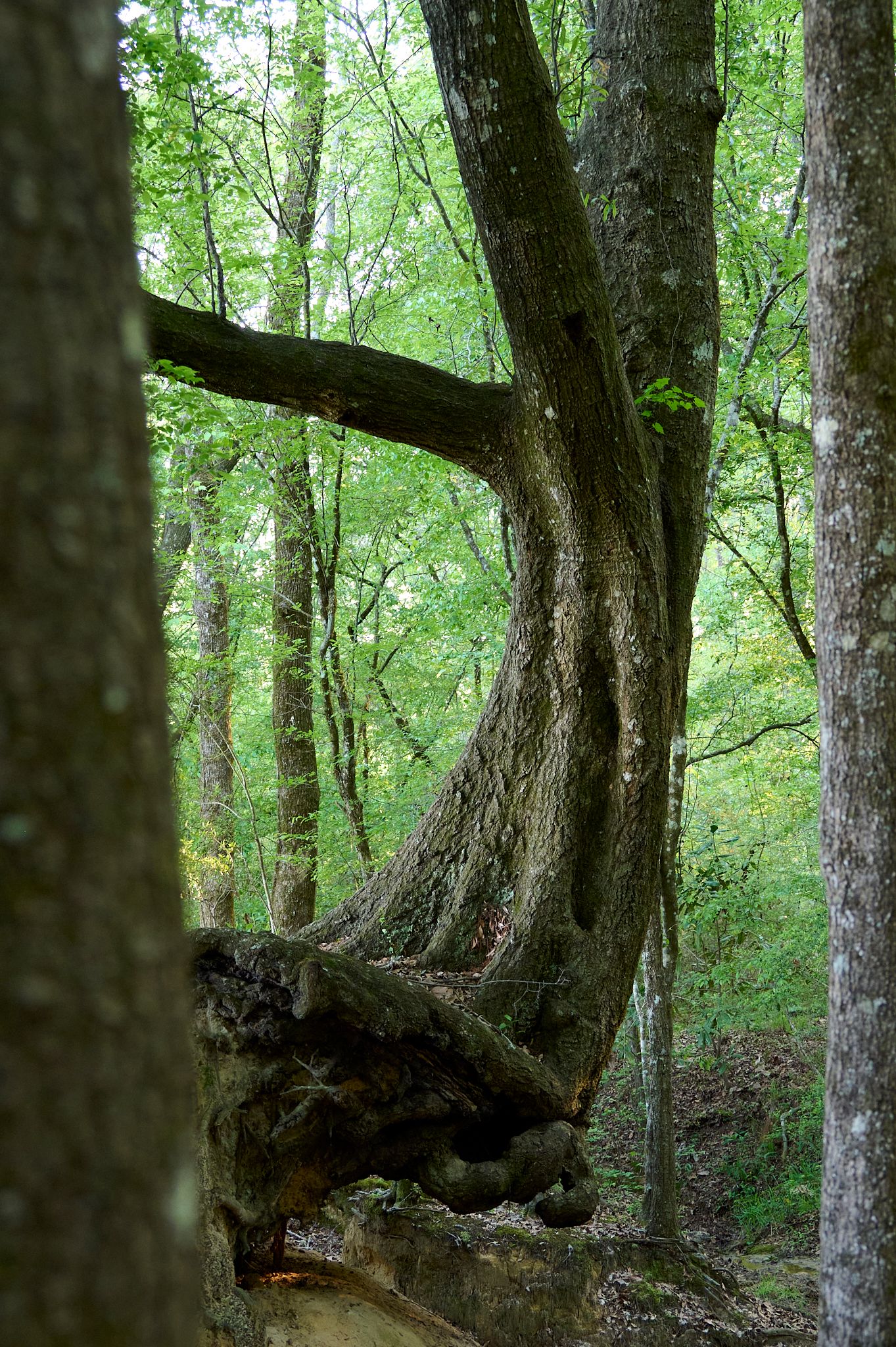 Ancient gnarled tree with exposed roots growing over rocks in a lush green forest.