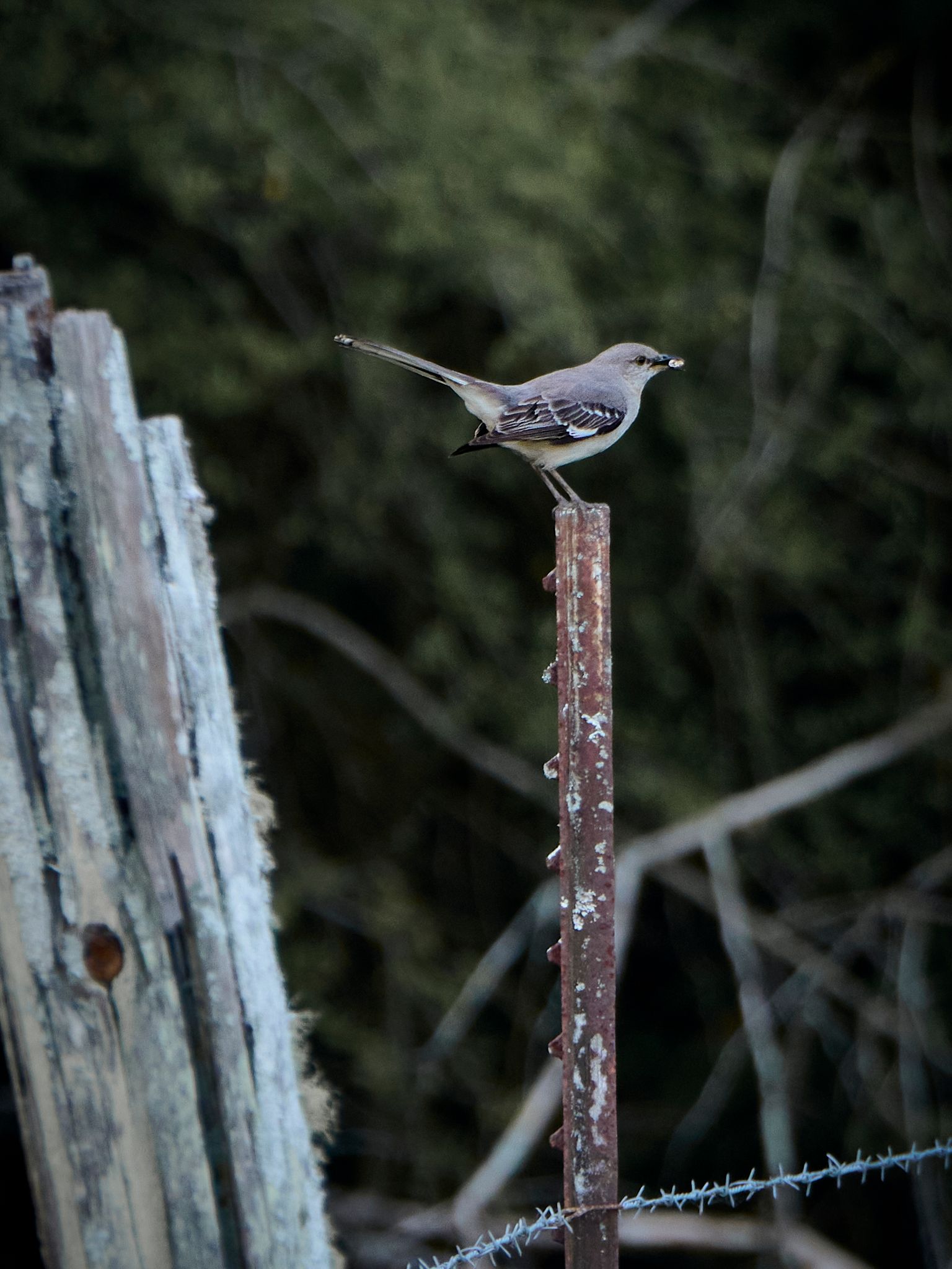 A small gray mockingbird perched atop a rusty metal fence post with barbed wire, set against a blurred green woodland background.