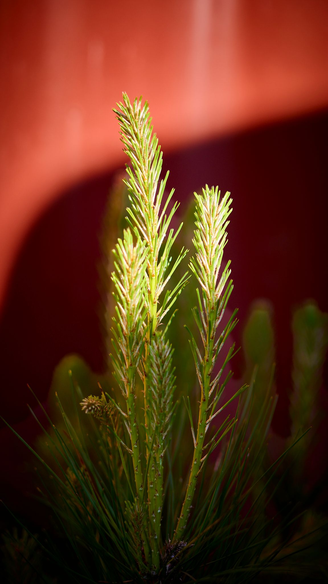 Close-up of a young pine tree with bright green needles against a blurred red background.