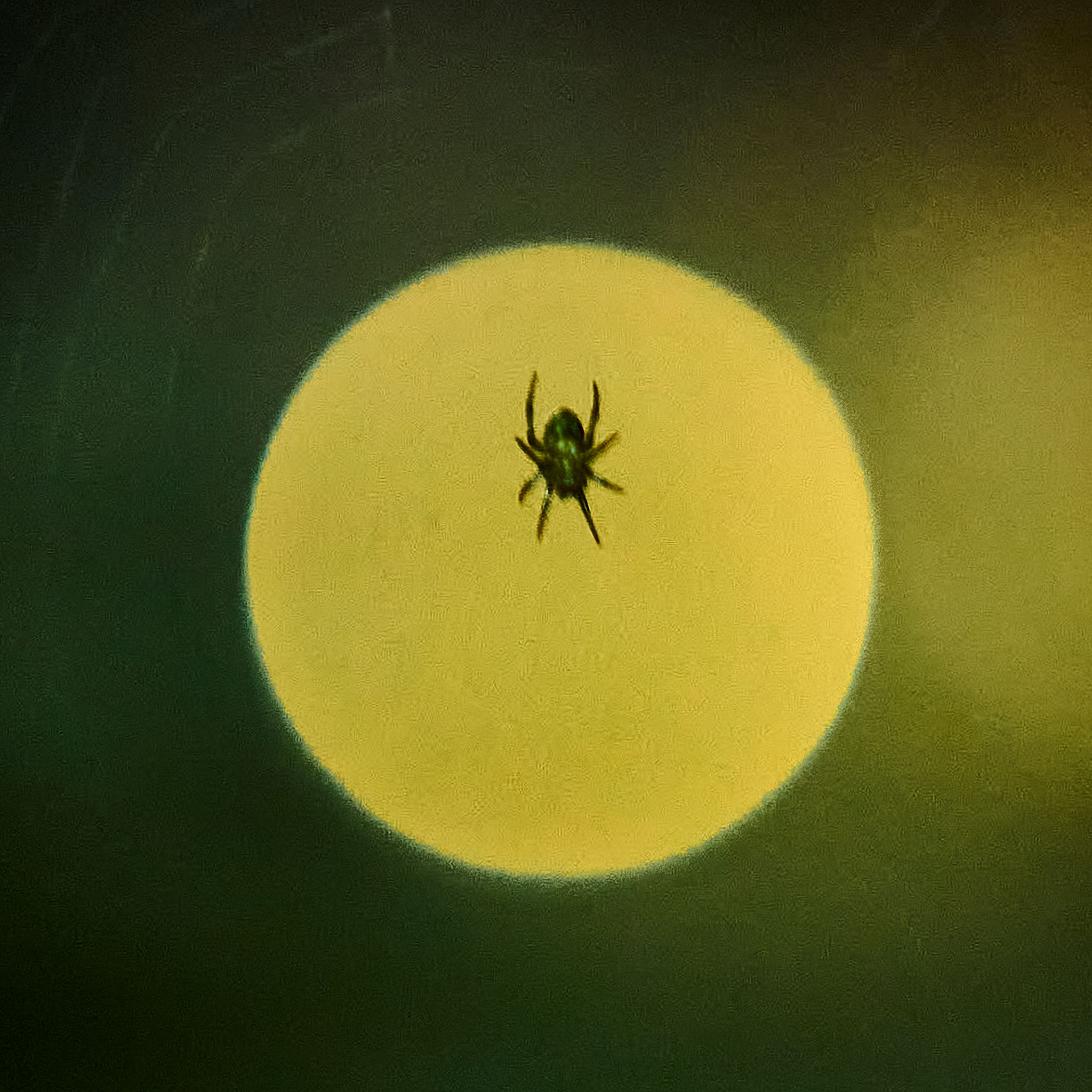 A spider silhouetted against a glowing yellow circle on a dark green background.