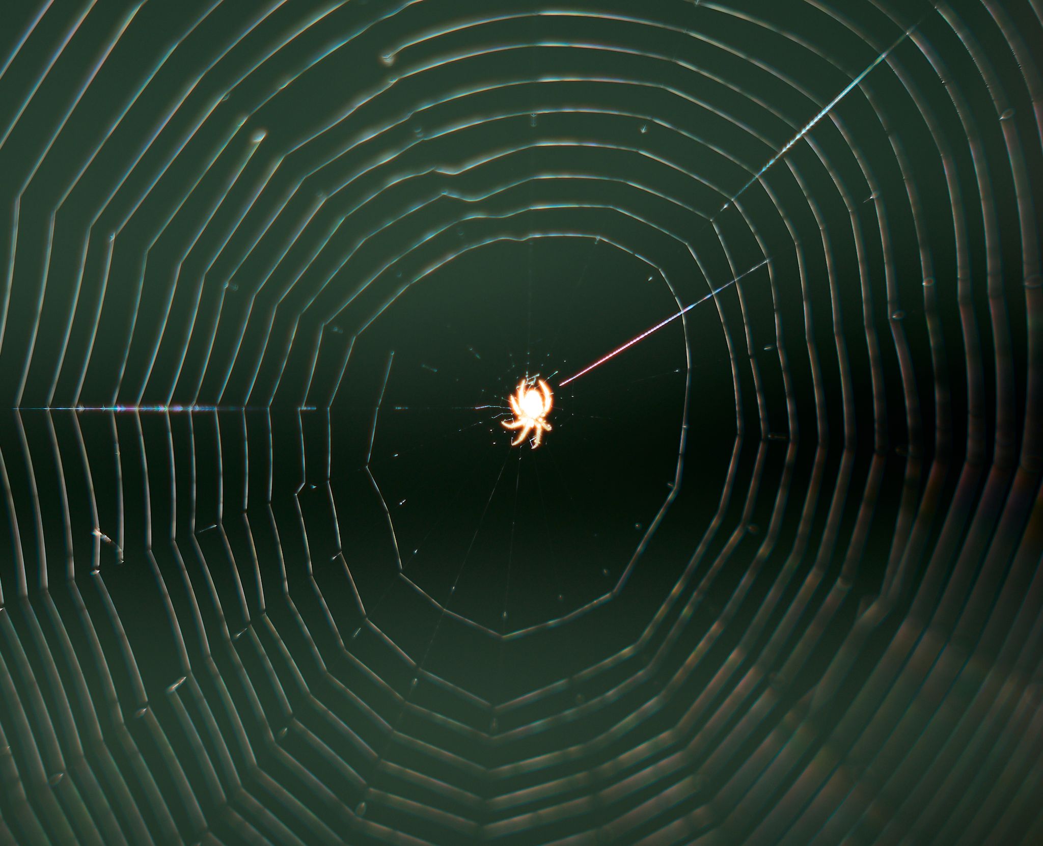 A small spider sits at the center of an intricate circular web against a dark background.