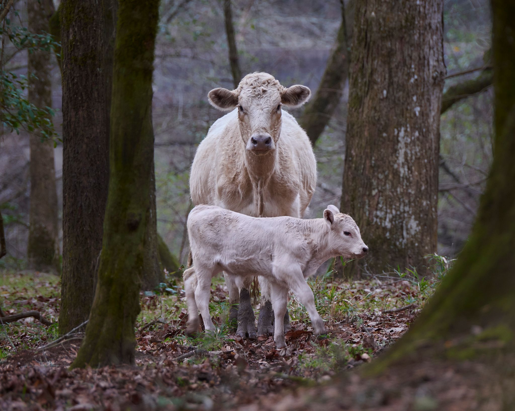 A white mother cow and her newborn calf standing together among trees in a forest setting.