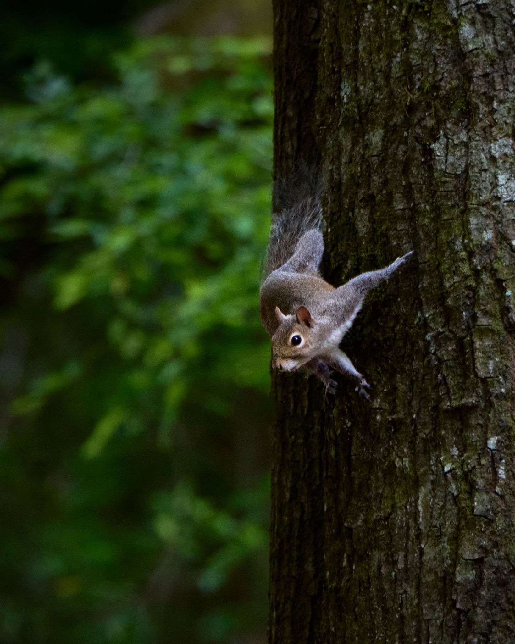 A gray squirrel peers around a tree trunk in a lush green forest, clinging to the bark with its fluffy tail raised.