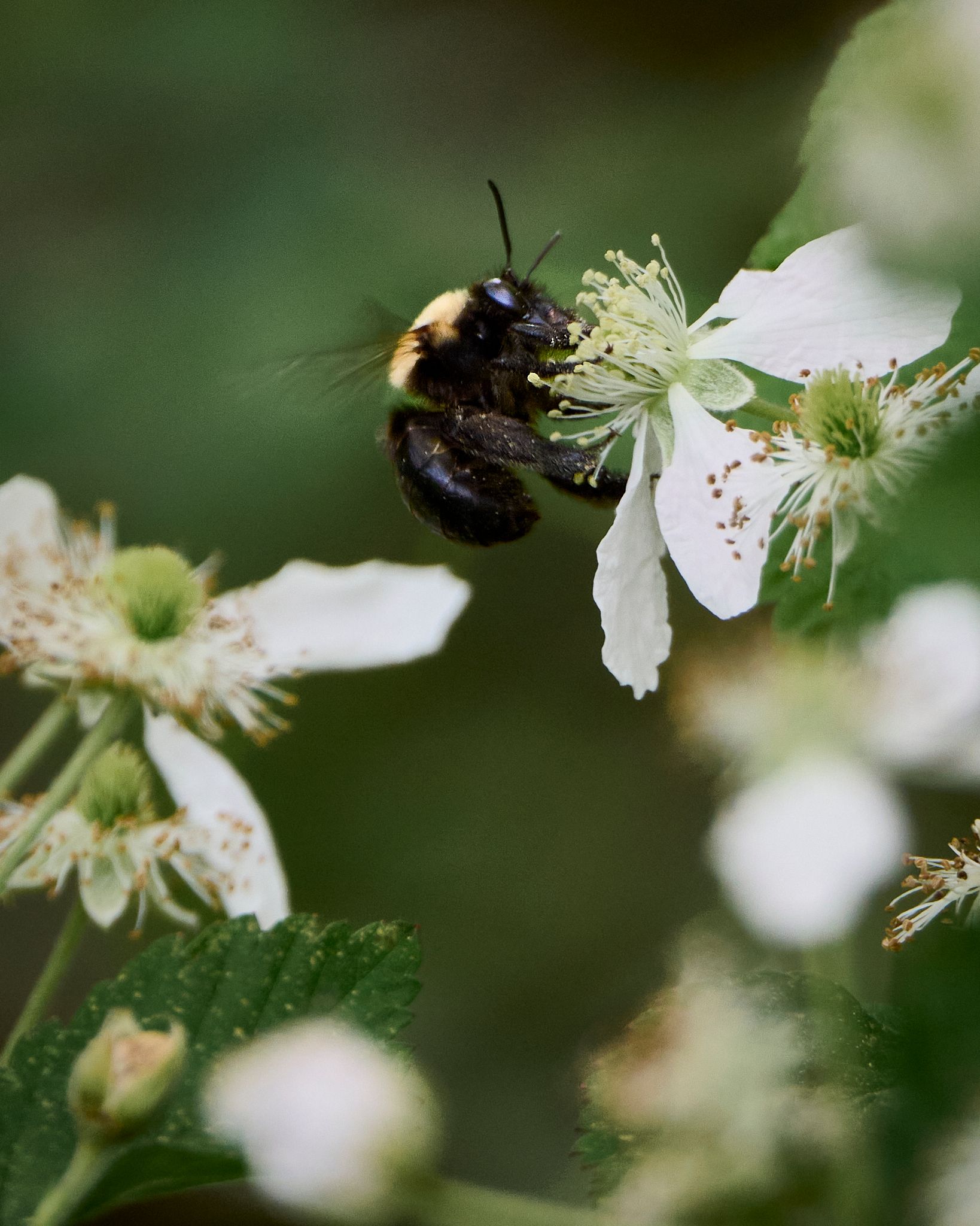 Bumblebee pollinating white blackberry flowers in a garden, close-up macro photography.