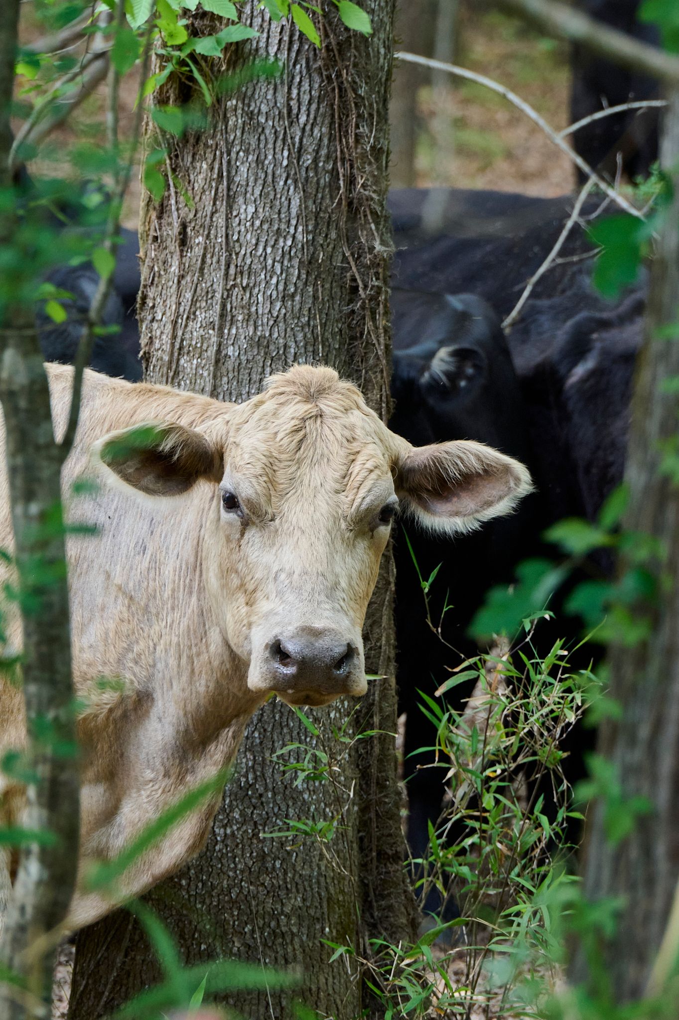 A tan cow peers curiously around a tree trunk in a wooded area, with a black cow visible behind it.