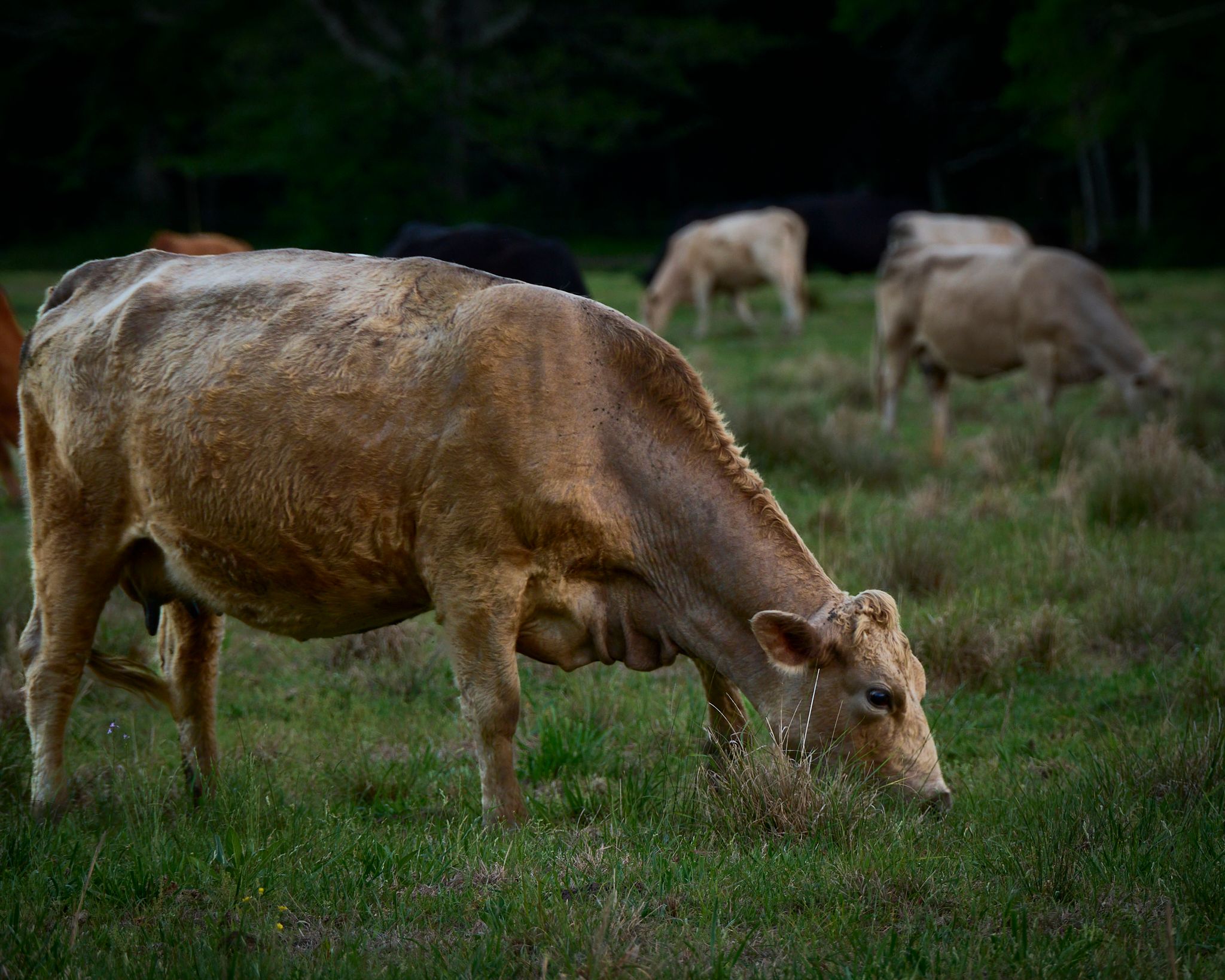 Brown cows grazing on lush green grass in a peaceful pasture surrounded by dark trees at dusk.