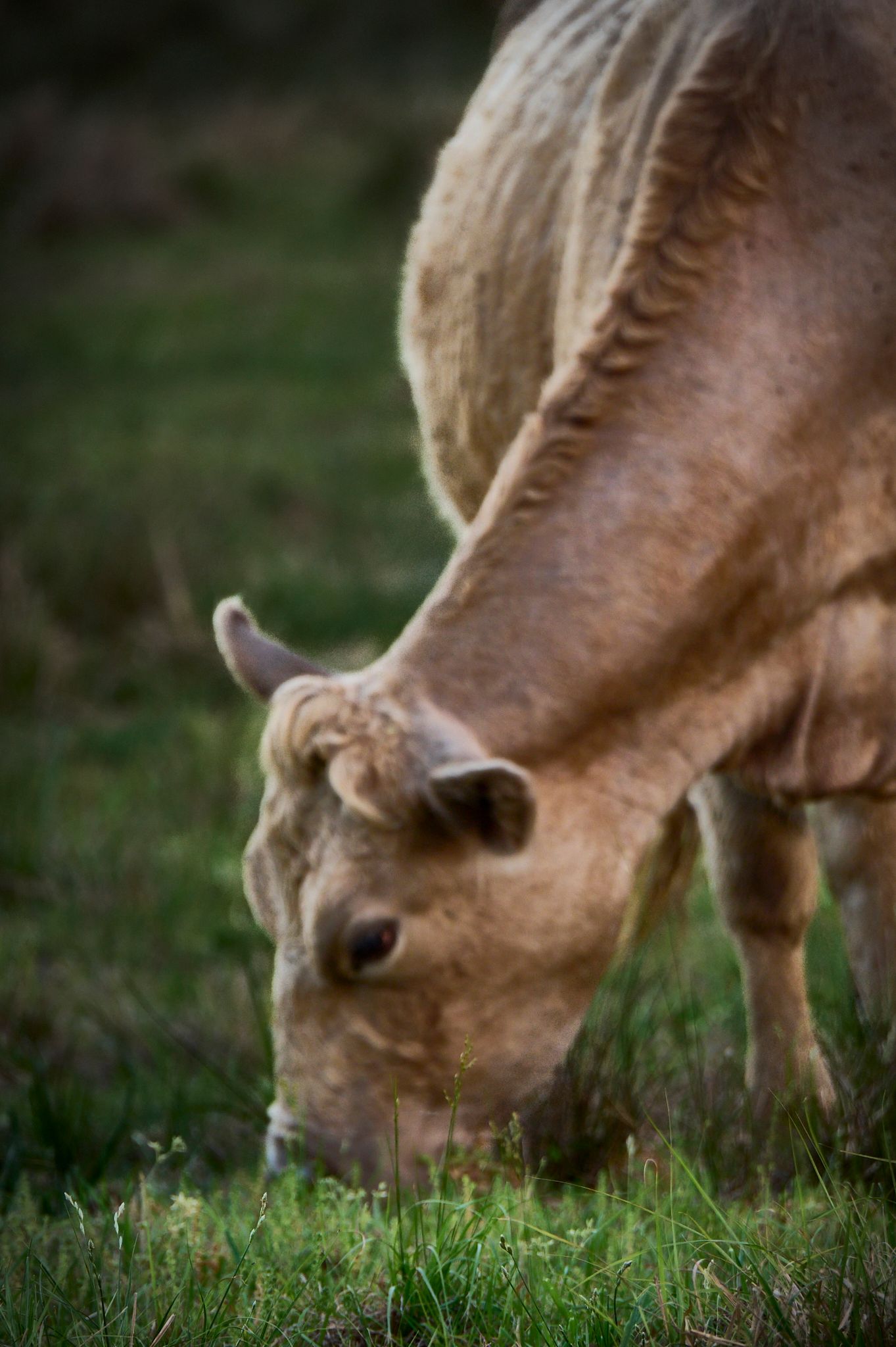 A light brown cow grazing on green grass in a field, with its head lowered to eat.
