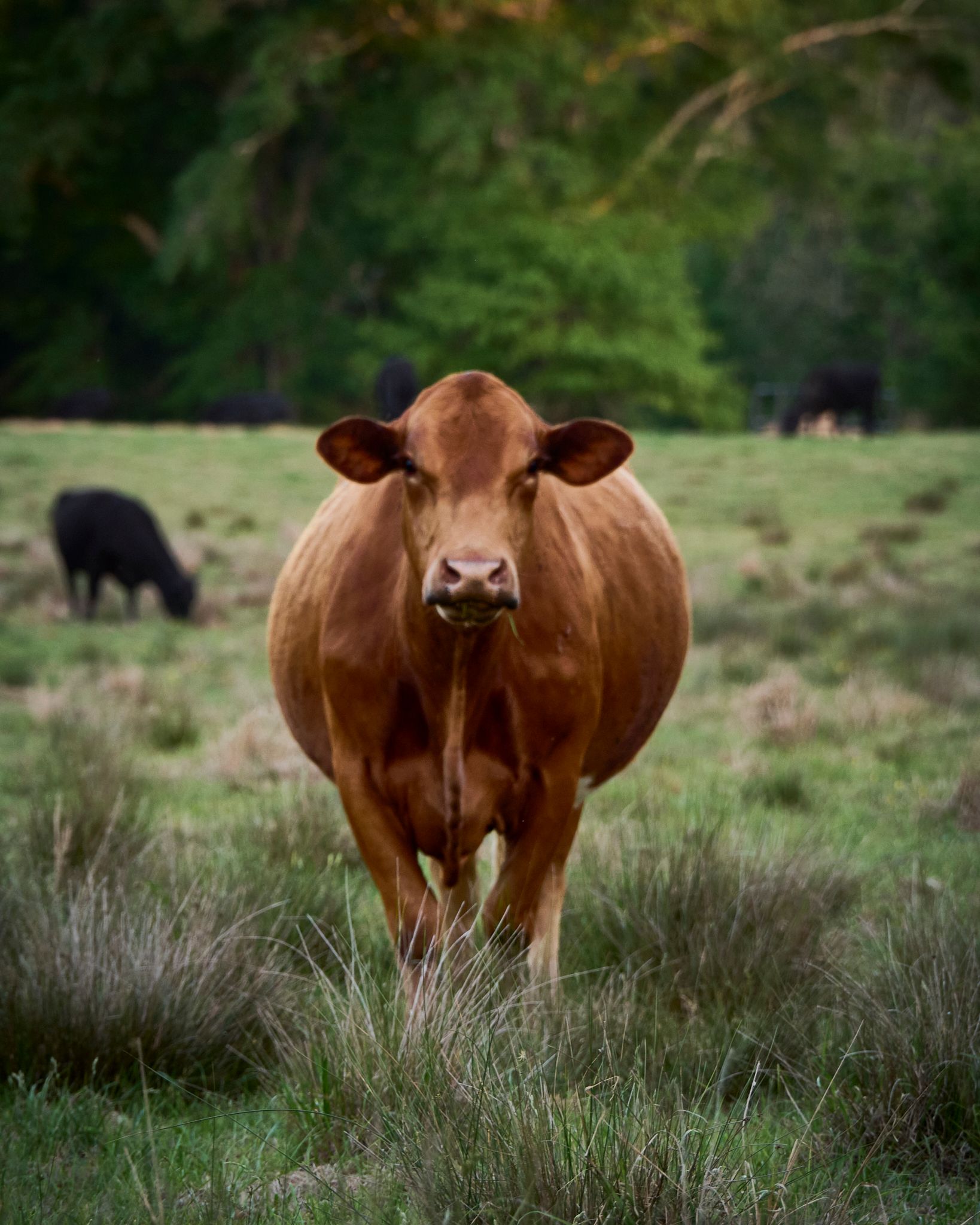 A brown cow stands facing the camera in a green pasture with black cattle grazing behind it.