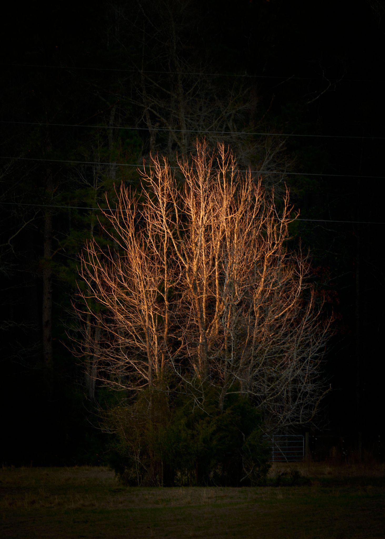 A bare tree dramatically illuminated in warm orange light against a dark night sky in a rural setting.