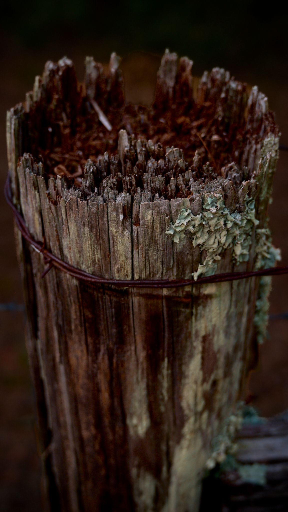 Close-up of a weathered wooden fence post with jagged top, rusty wire, and lichen growth on dark background.