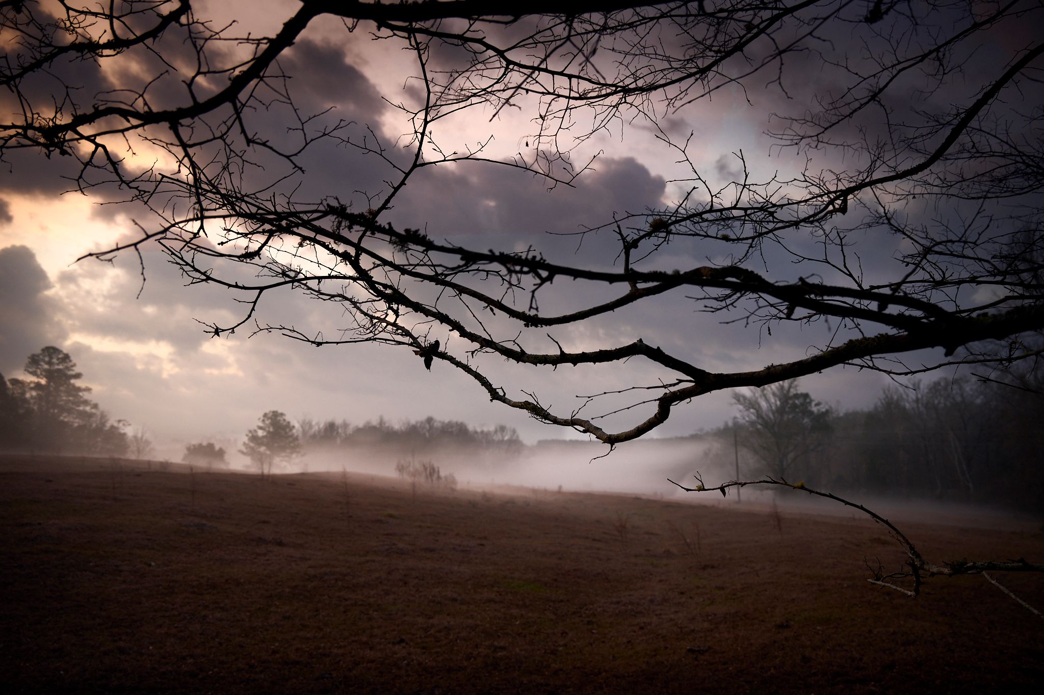 Bare tree branches frame a foggy meadow at dusk with moody storm clouds and soft golden light.