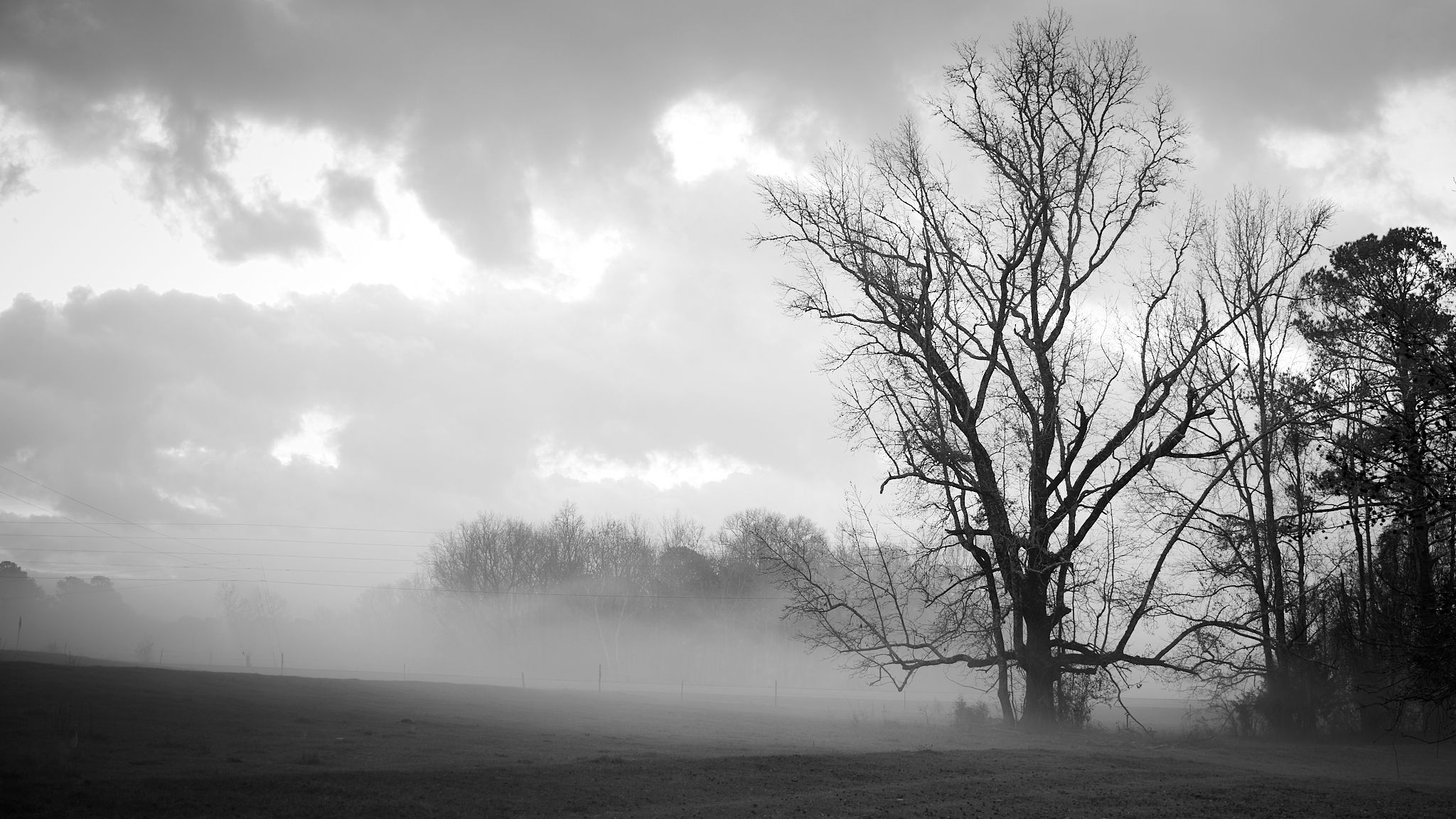 Bare trees emerge from misty fog in a moody black and white landscape photograph on a cloudy day.
