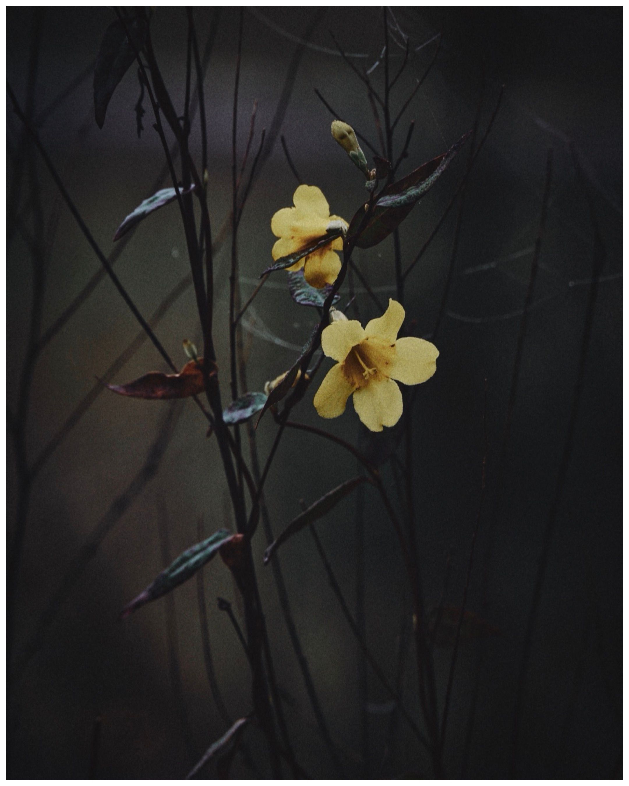 Yellow flowers bloom on dark branches against a moody, dark background in this dramatic botanical photograph.