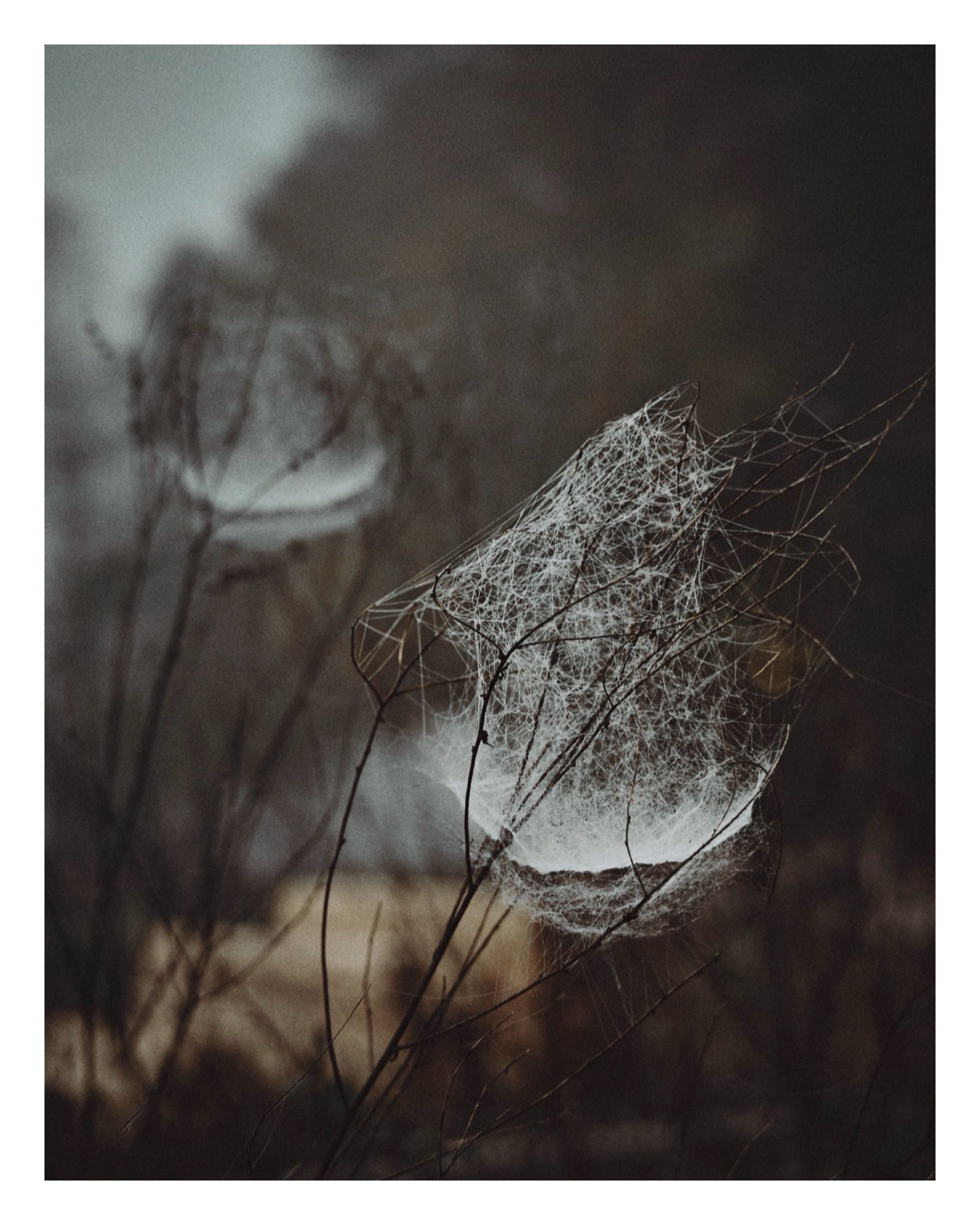 A delicate spider web draped over bare twigs glistens with moisture against a dark, moody bokeh background.