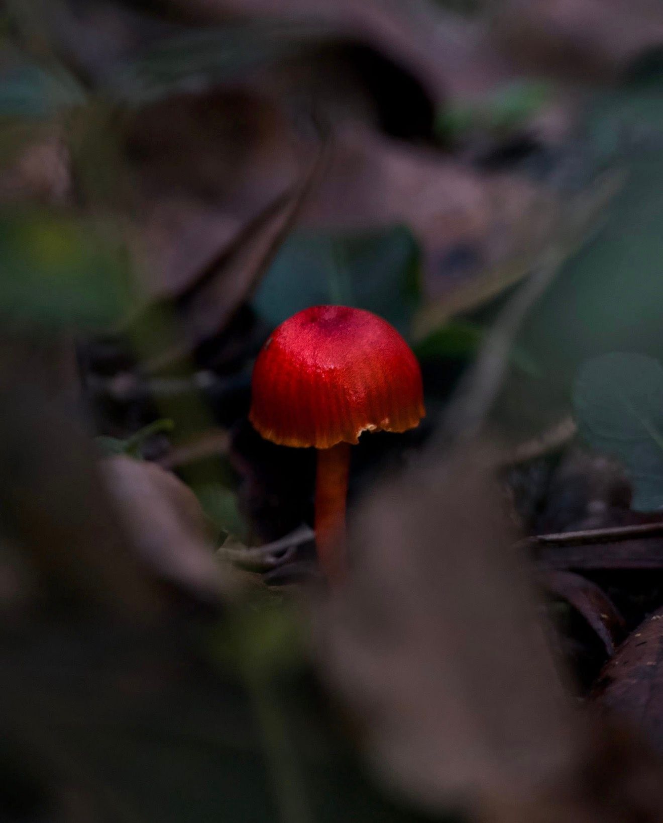 A vibrant red mushroom grows among dark fallen leaves on a forest floor, captured in moody natural lighting.