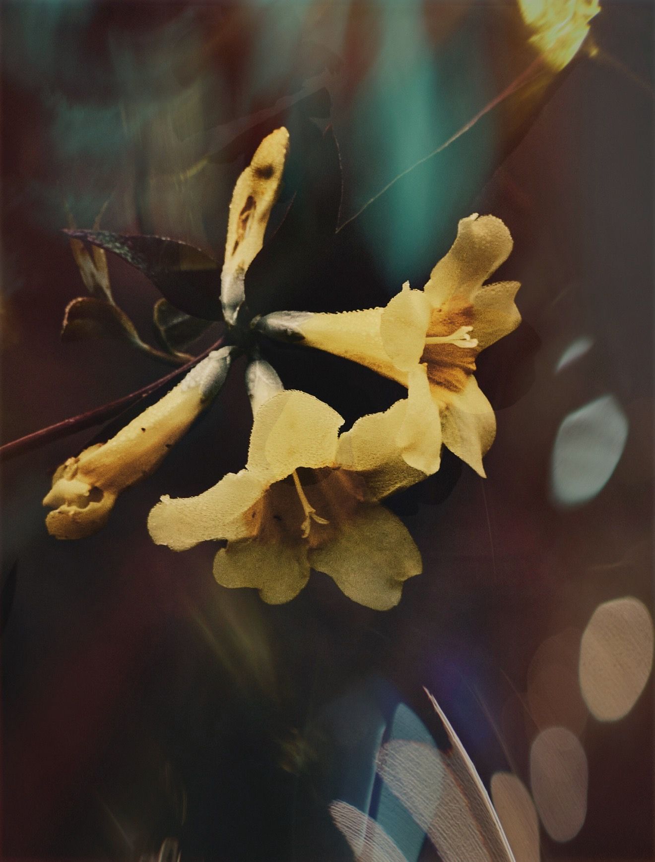 Close-up of a wilting yellow flower with bokeh light effects and dark moody background.