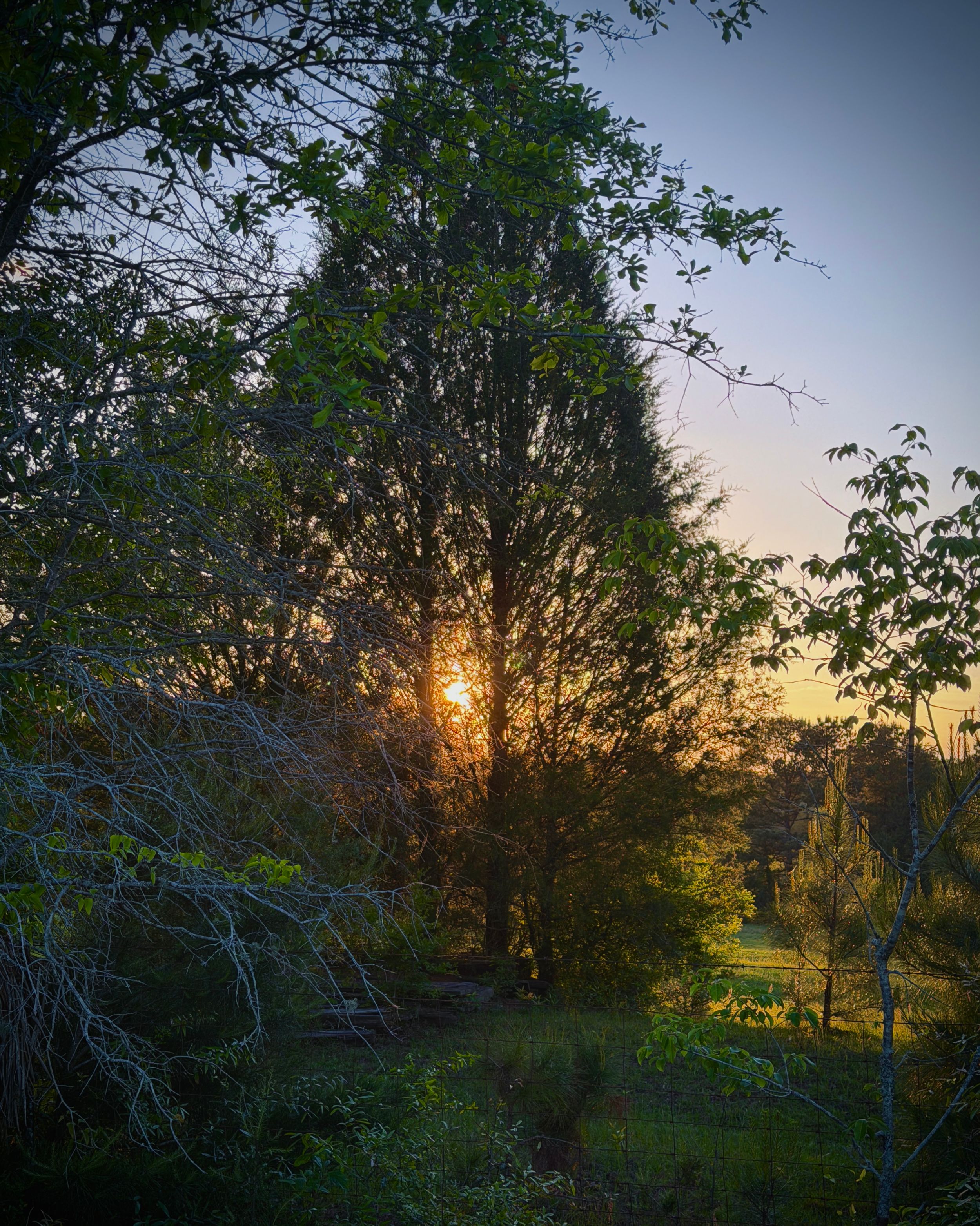 Golden sunset shining through tall green trees in a lush garden landscape at dusk.