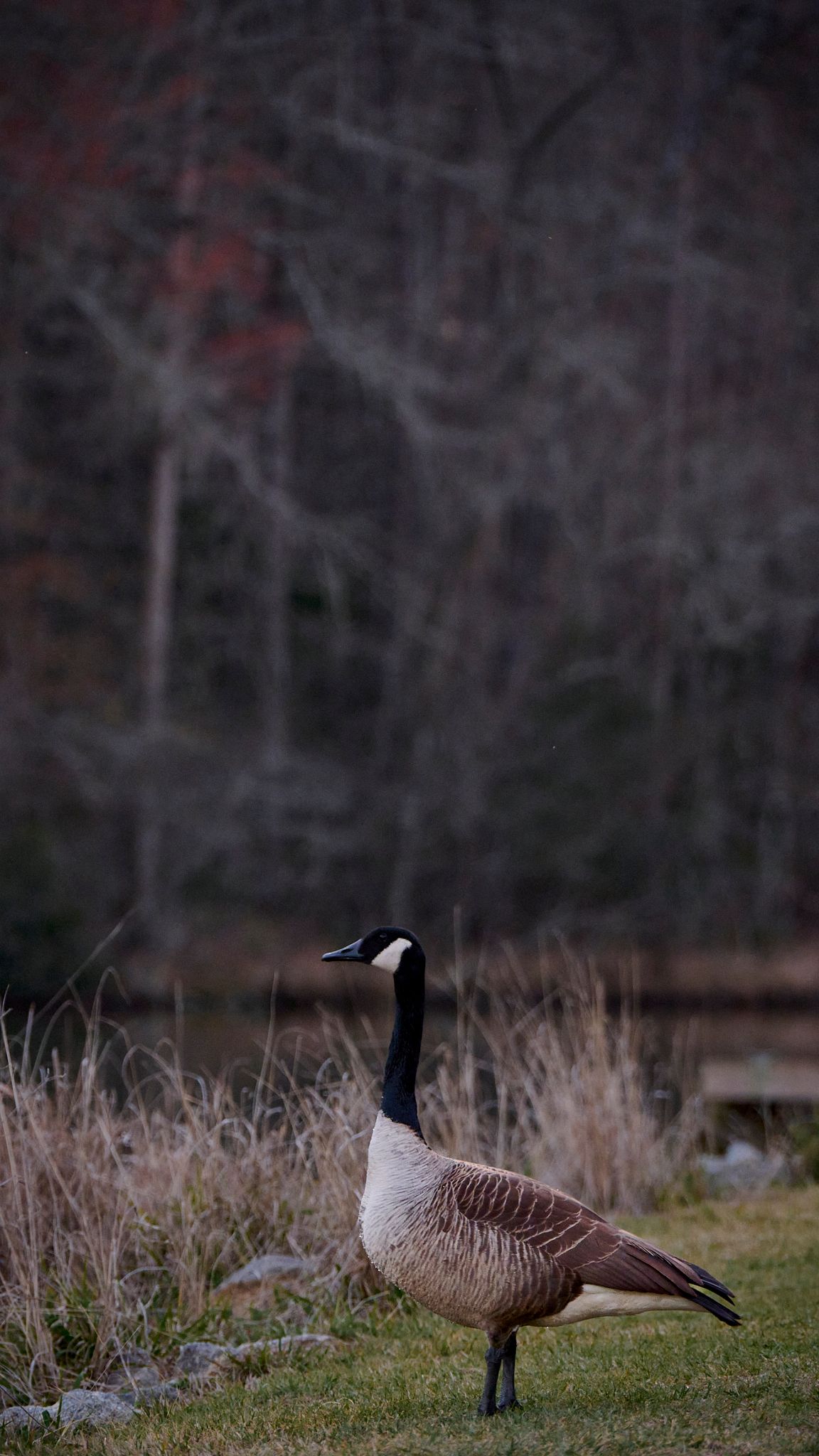 A Canada goose stands alert on green grass near a pond with bare trees and autumn foliage in the blurred background.