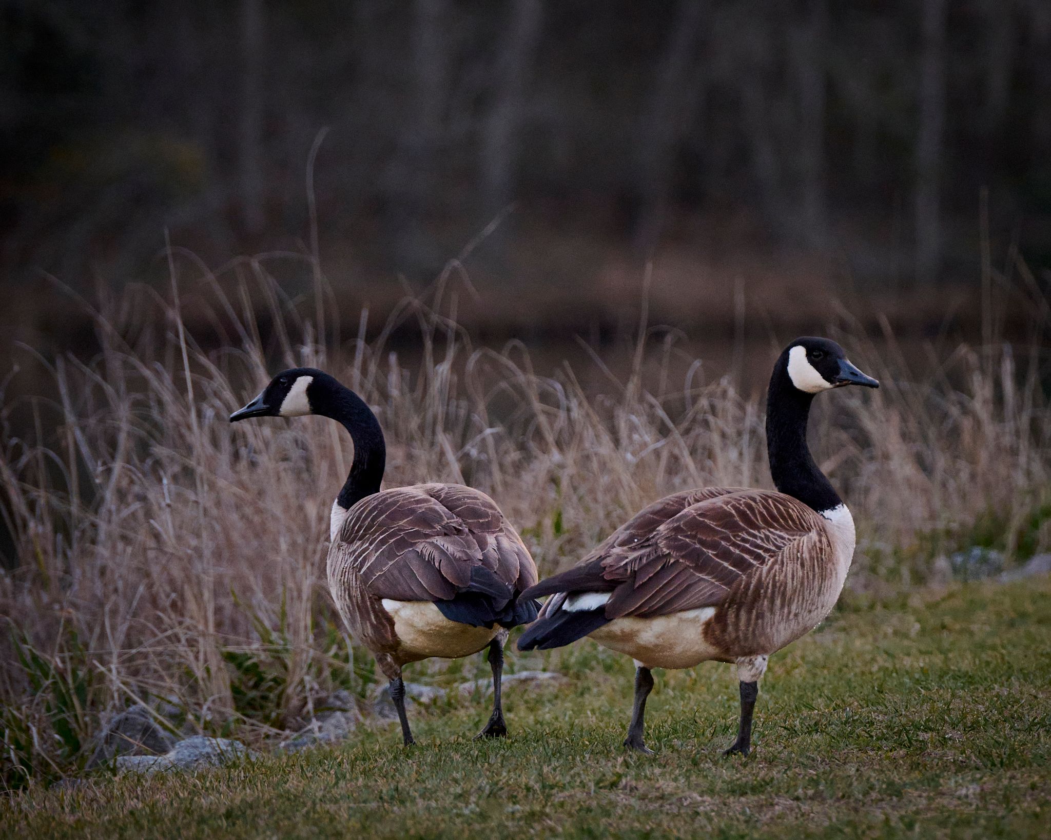 Two Canada geese standing on green grass near a pond with dry reeds in the background.
