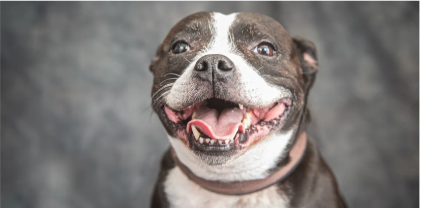 Close-up portraits of smiling dogs showing various expressions against a dark background.