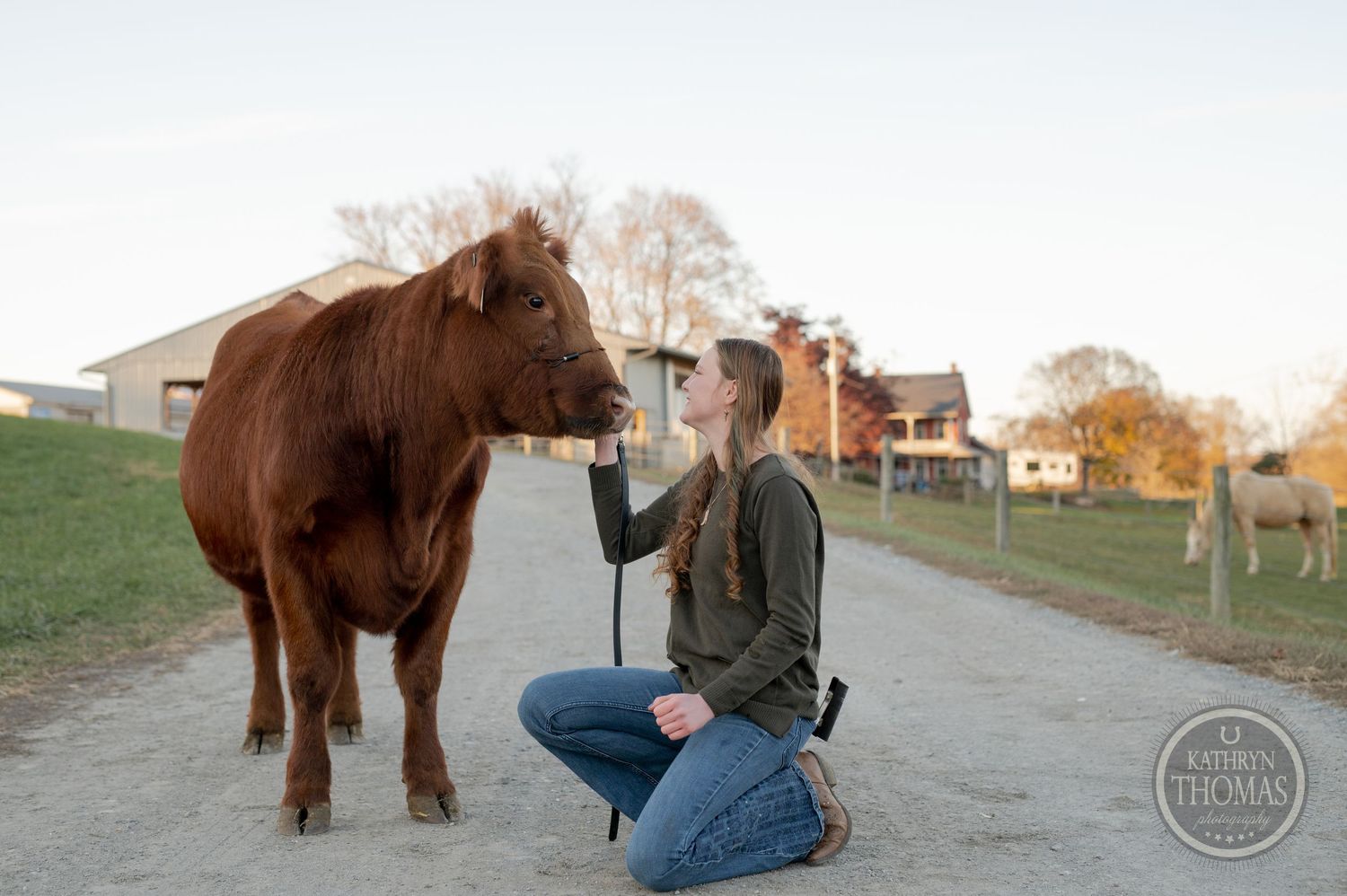 A reddish-brown calf receives attention while standing on a path near farm buildings at sunset.
