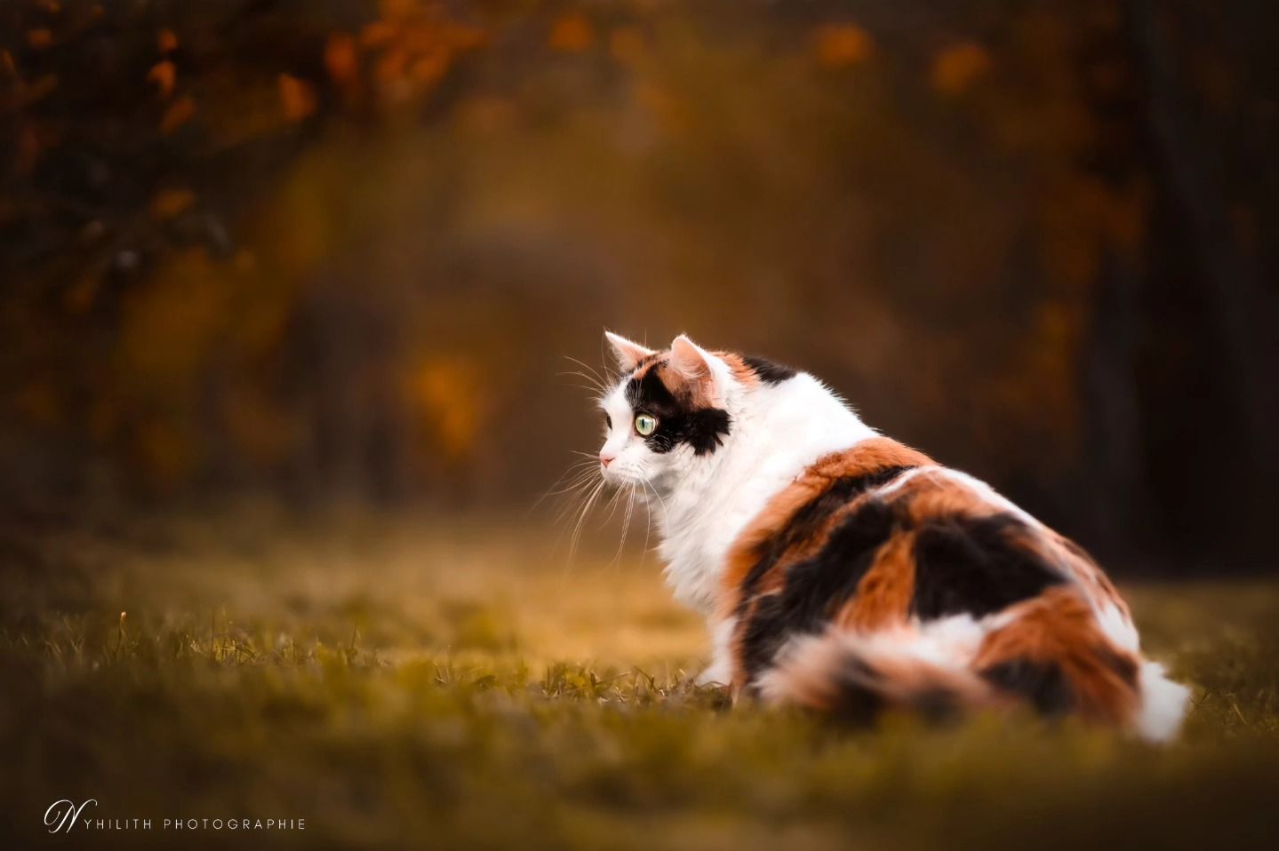 Séance photo d'un chat fait avec Nyhilith Photographe Chat tricole en séance photo séance photo pour chat