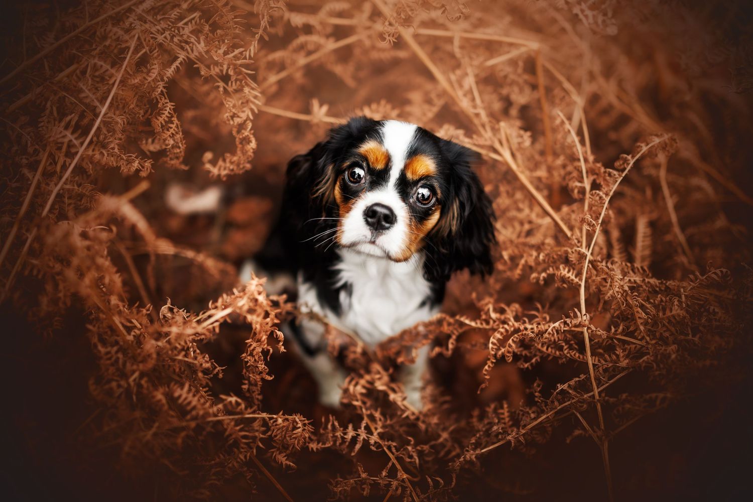 Cavalier King Charles Spaniel peeks through rustic brown foliage.