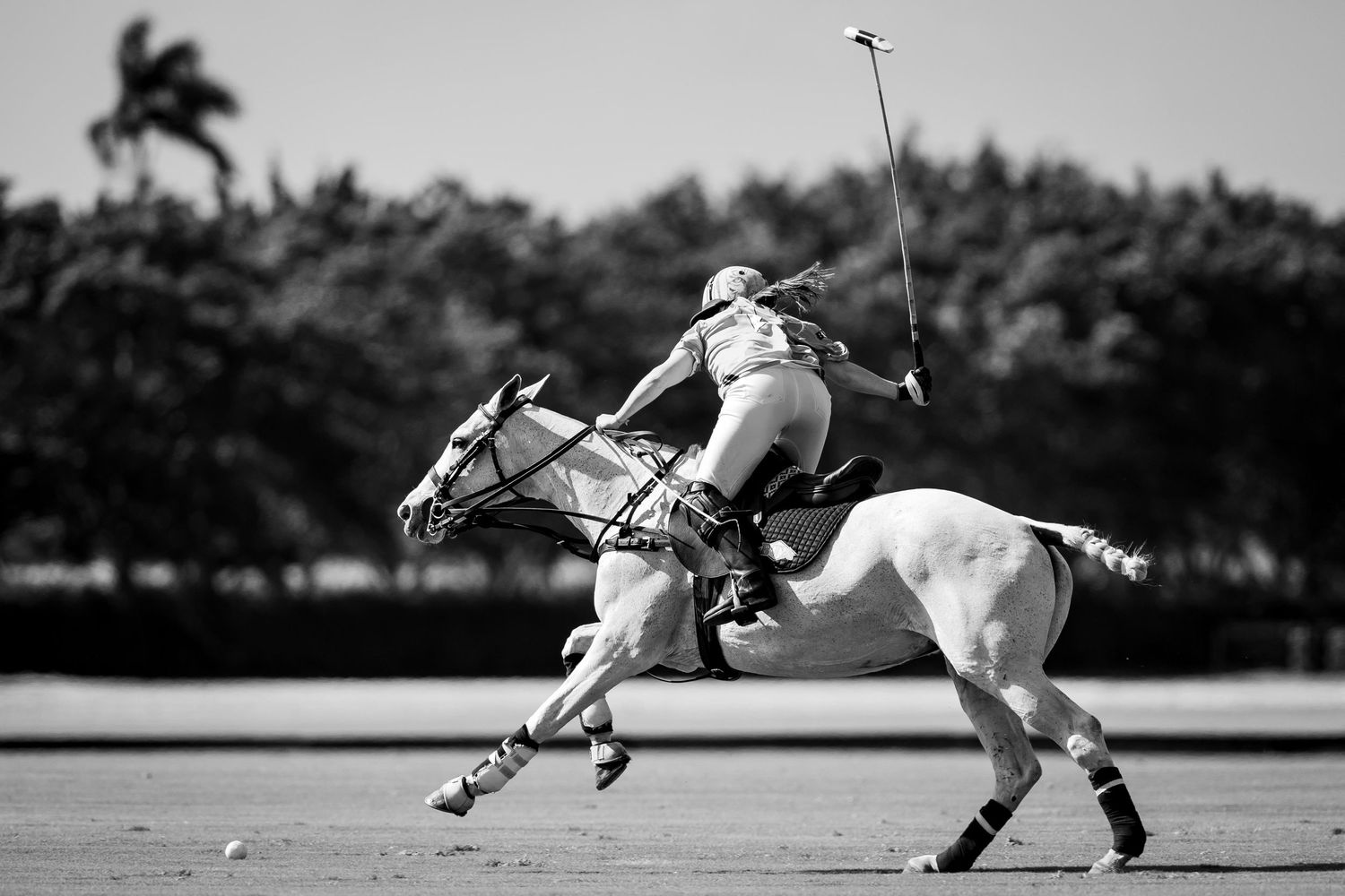polo equestrian sport polo pony
