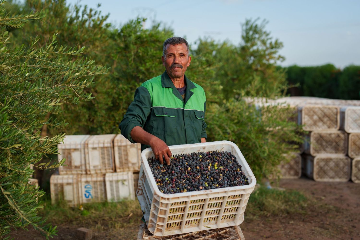 Olive picker working in an Olive grove in Morocco