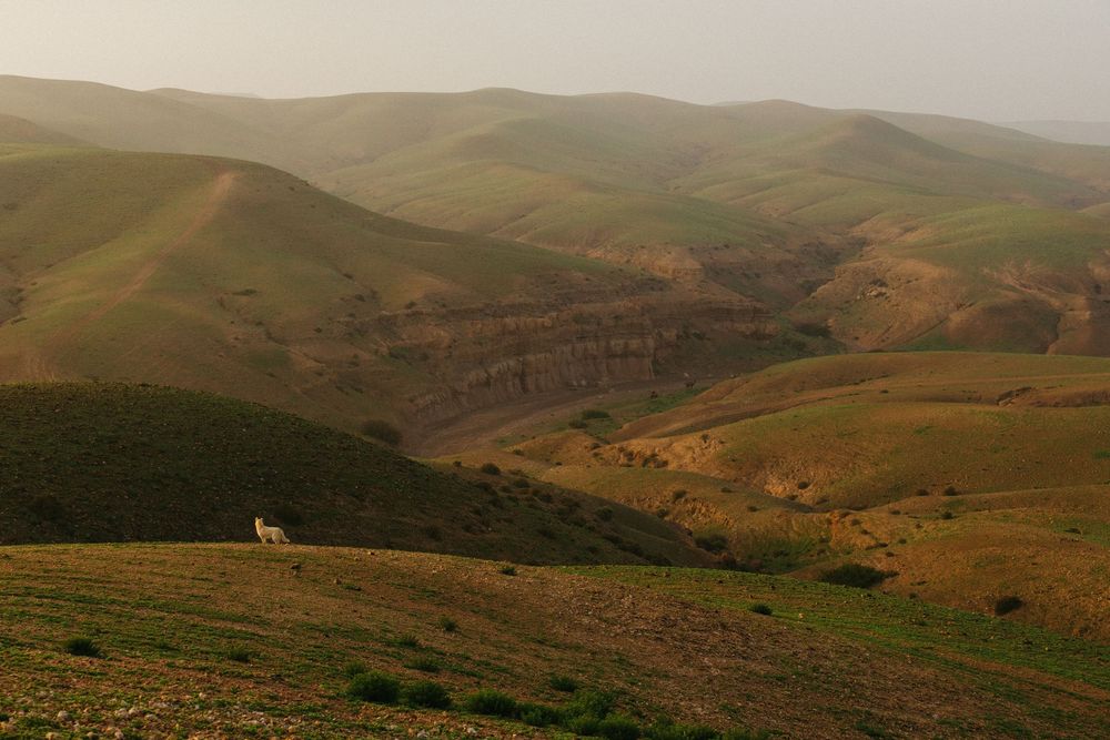 A lone white animal grazes on vast rolling green hills under a hazy golden sky in a serene landscape.
