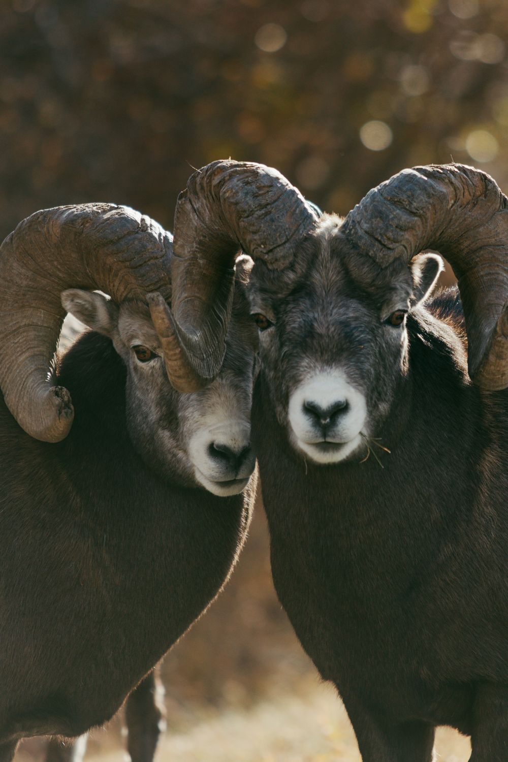A row of black-faced sheep with curved horns stand together in a line against a dark background.