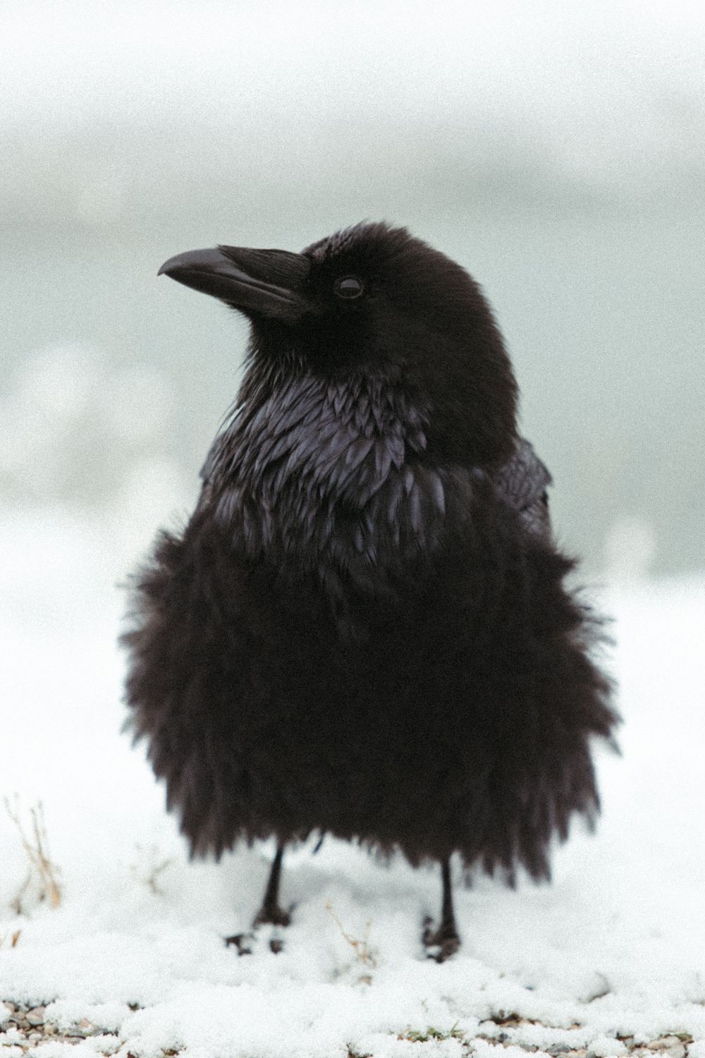 A sequence of black ravens standing in snow, showing different angles and positions of the birds.