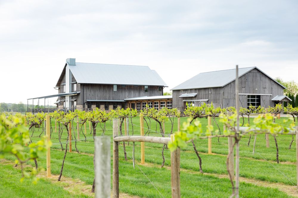 Branding session with young grapevines grow in neat rows with modern buildings visible in the background.