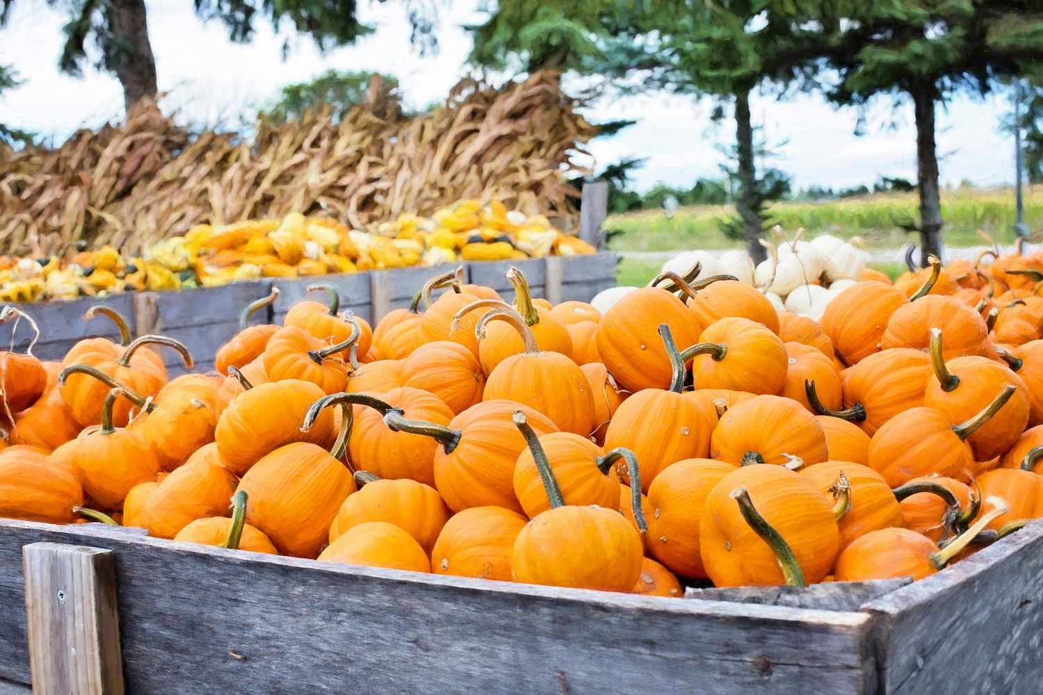 Hobe Sound Pumpkin Patch, Treasure Coast Pumpkin Patch, Port St Lucie Pumpkin Patch, Stuart Pumpkin Patch, Palm City Pumpkin Patch