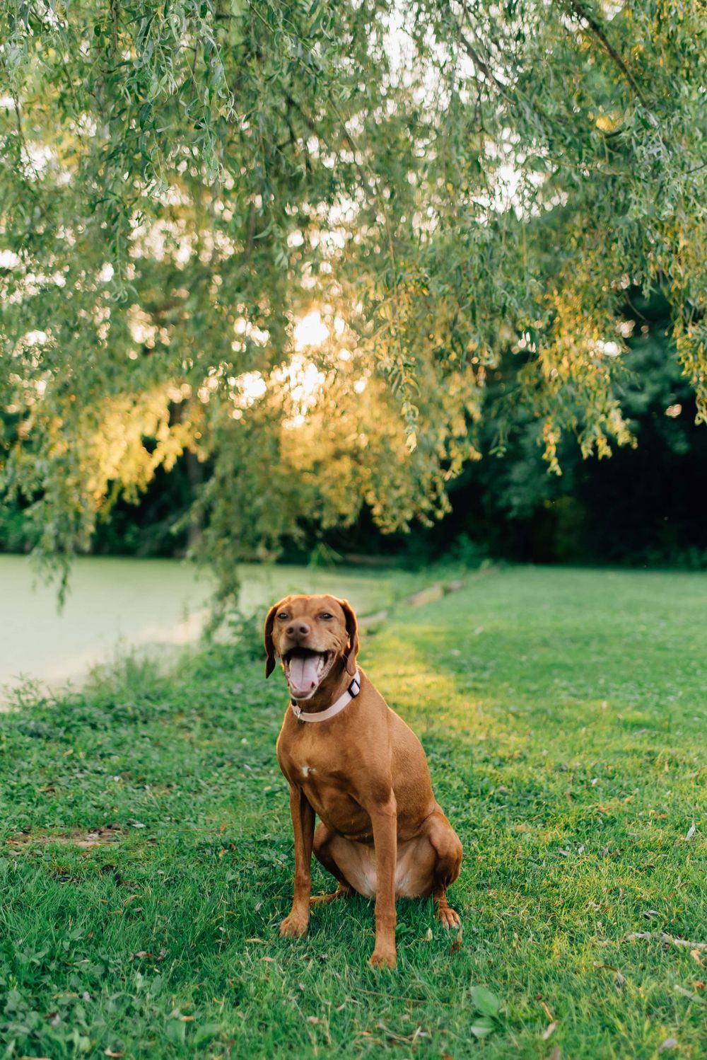 Dog sitting under willow tree by pond at Succop Nature Park